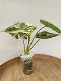 Alocasia Wentii Pink