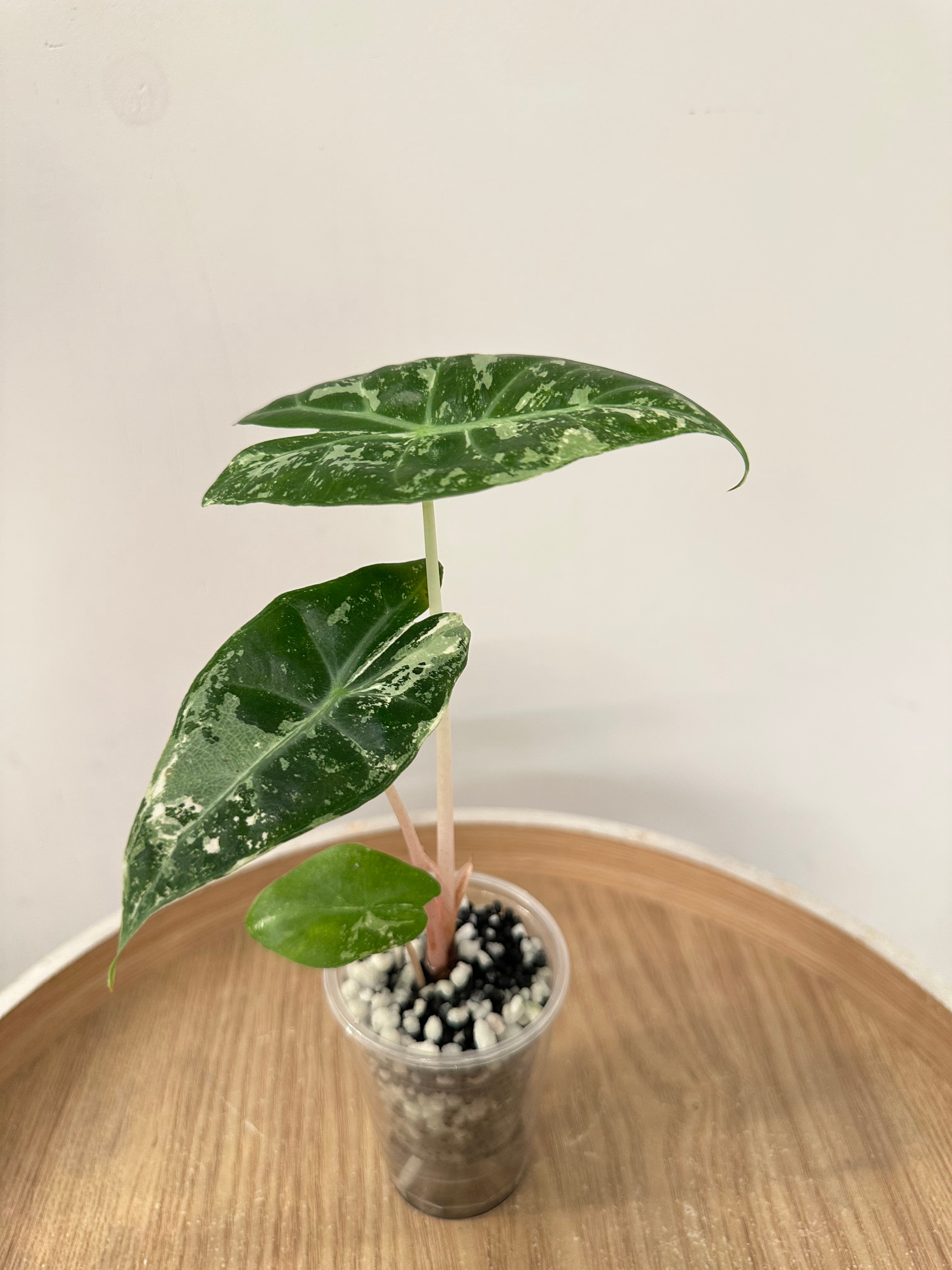 Alocasia Pink Dragon Albo