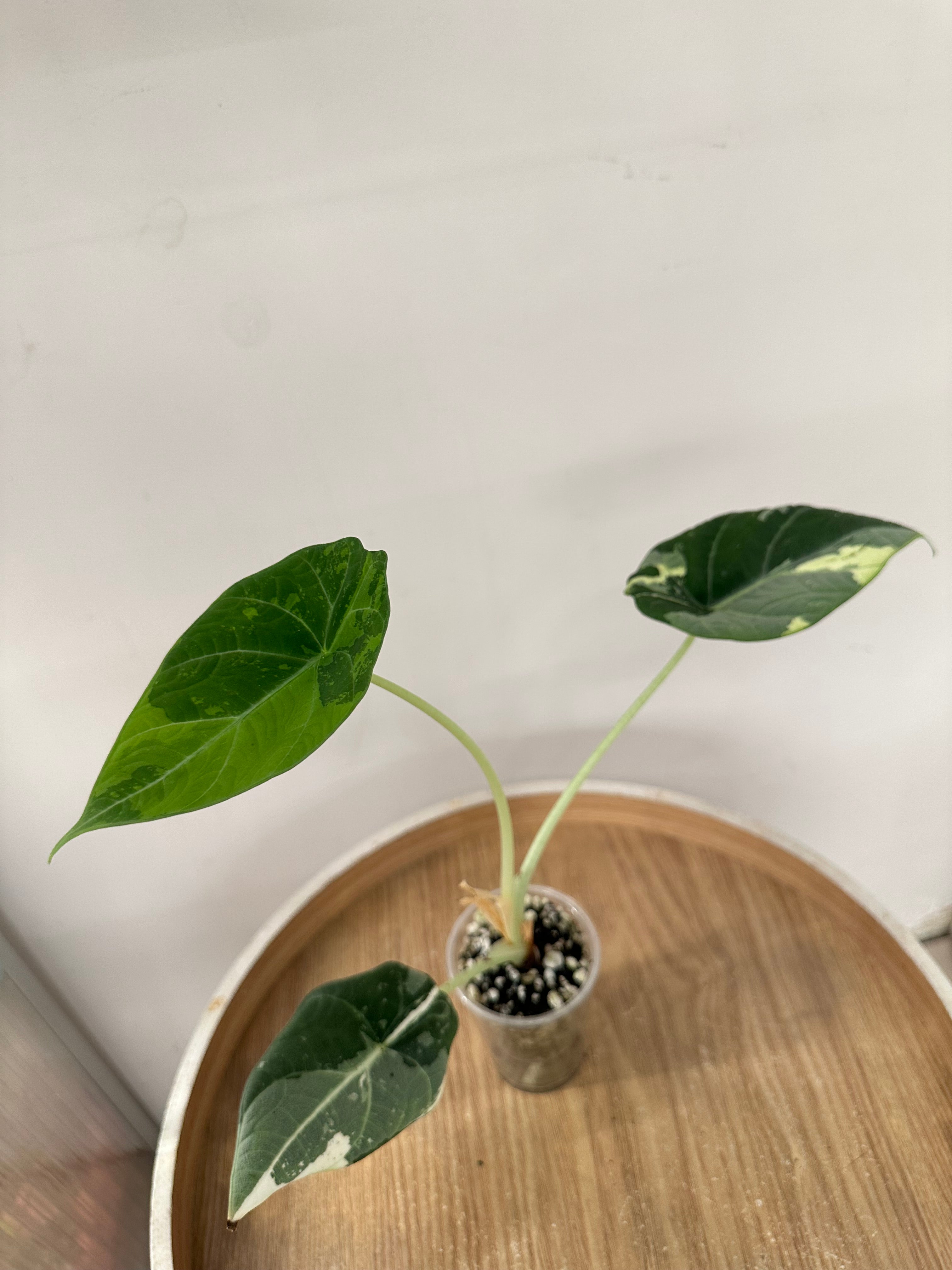 Alocasia Maharani Albo