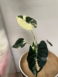 Alocasia Regal Shield Albo