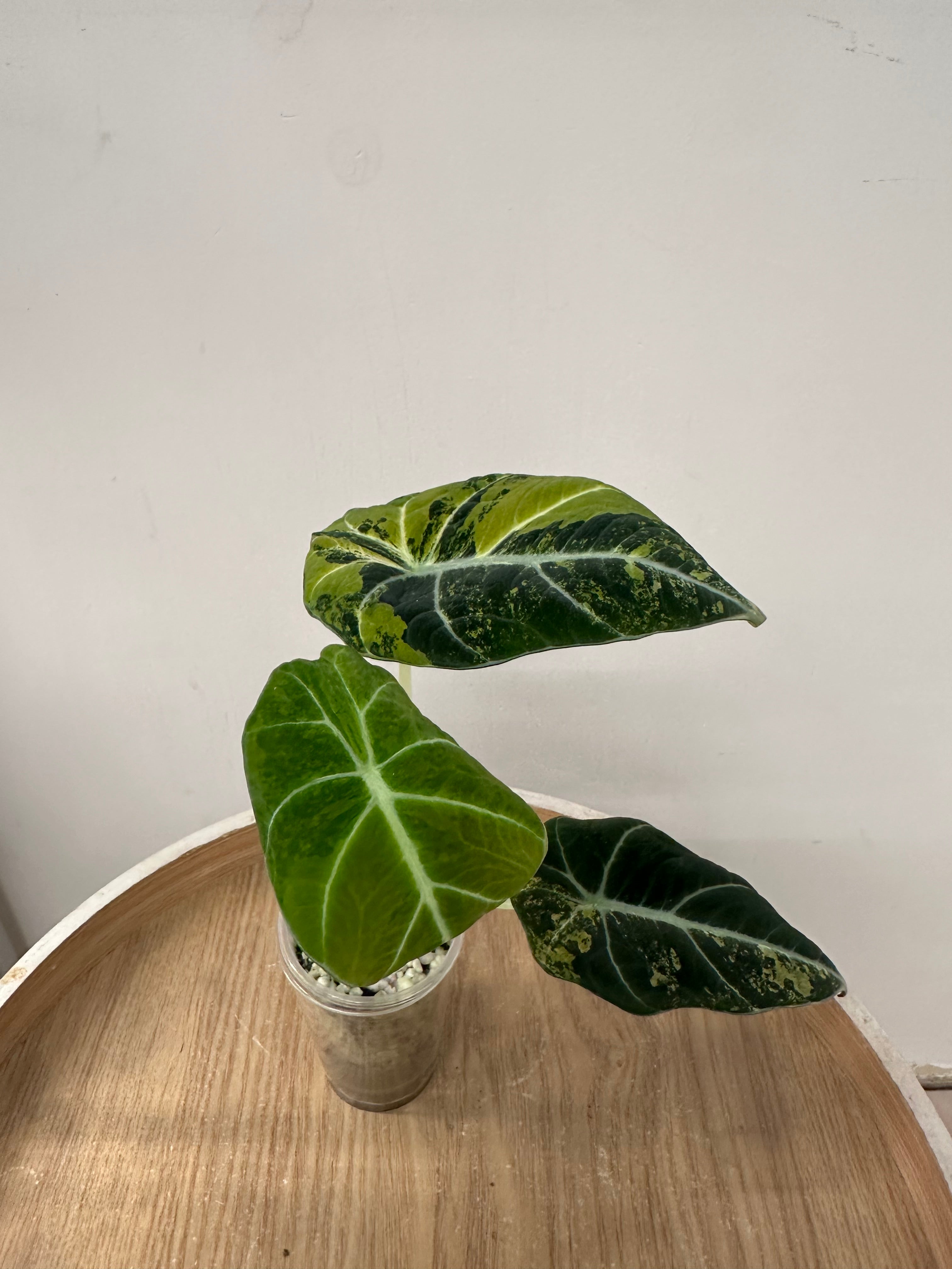 Alocasia Black Velvet Gold