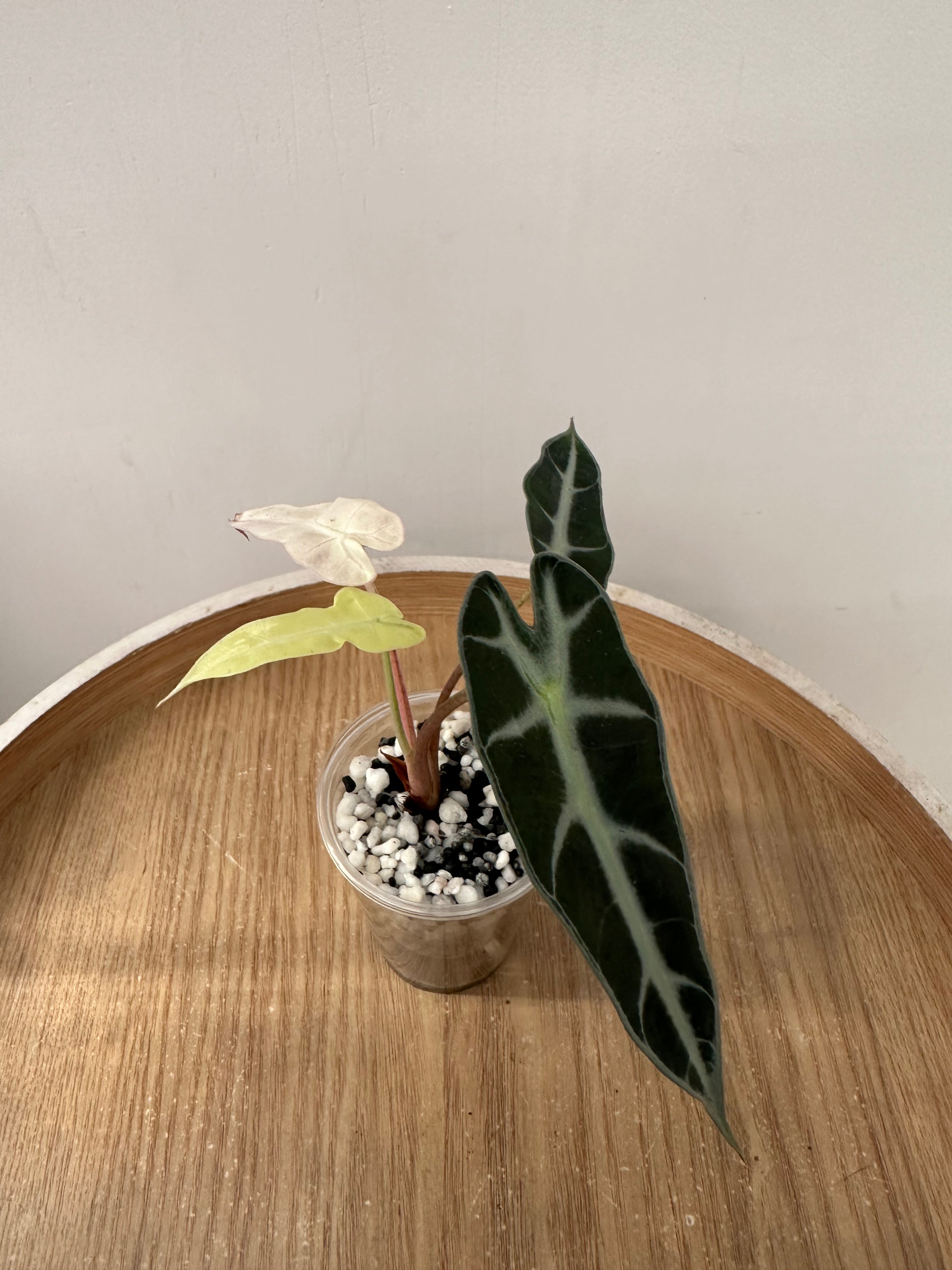 Alocasia Bambino Pink