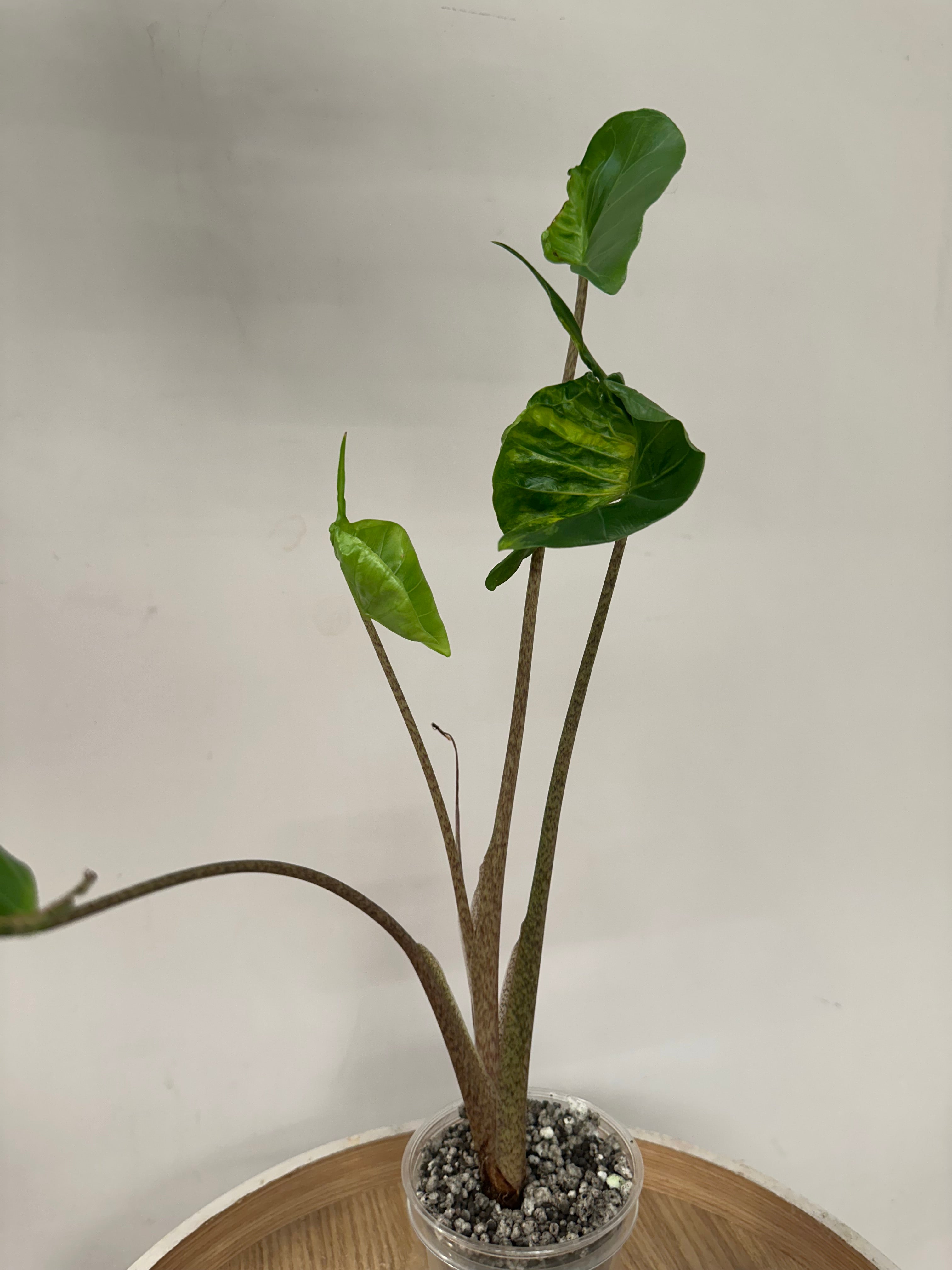 Alocasia Stingray Aurea