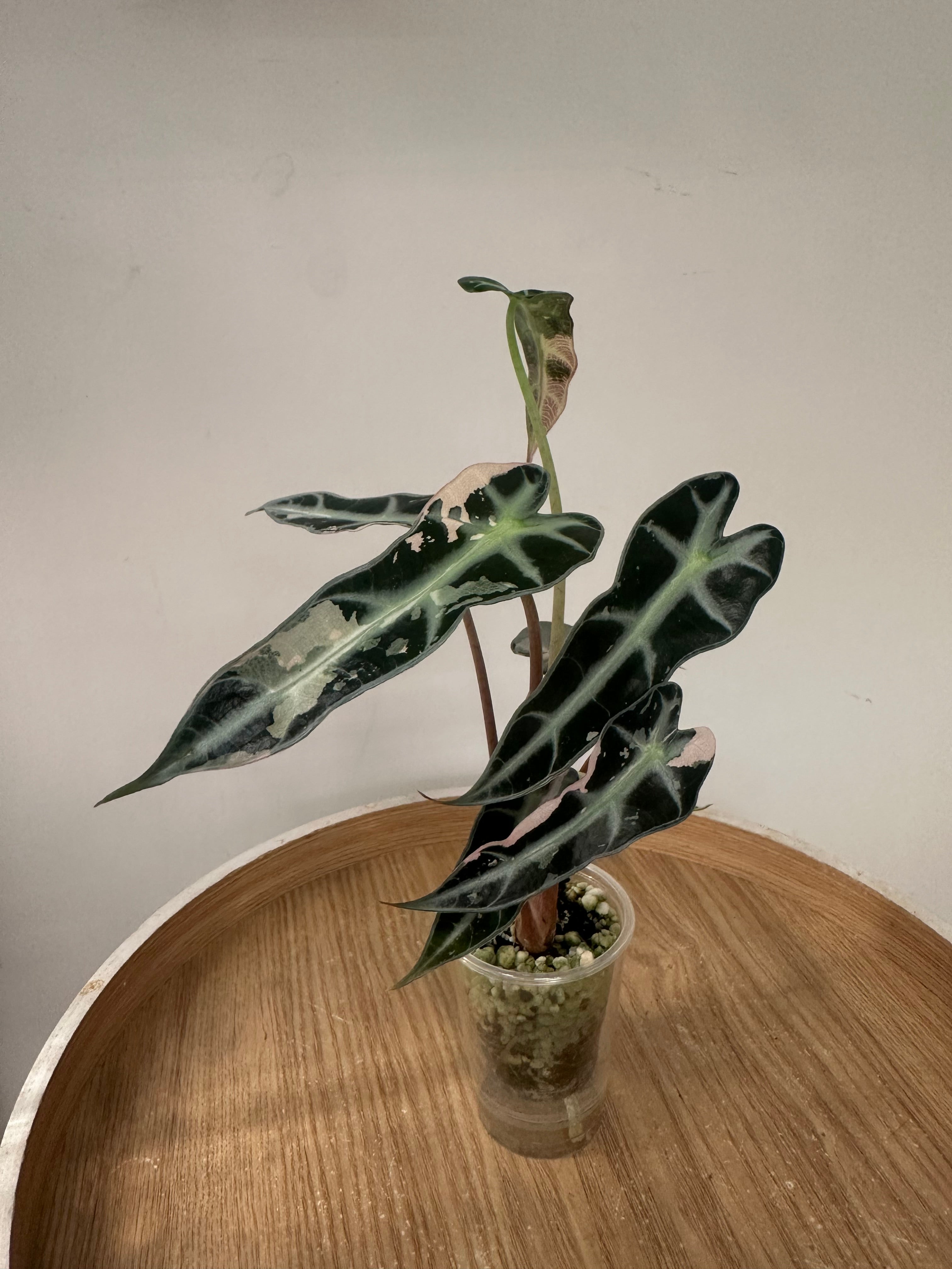 Alocasia Bambino Pink
