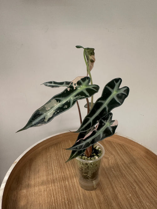 Alocasia Bambino Pink