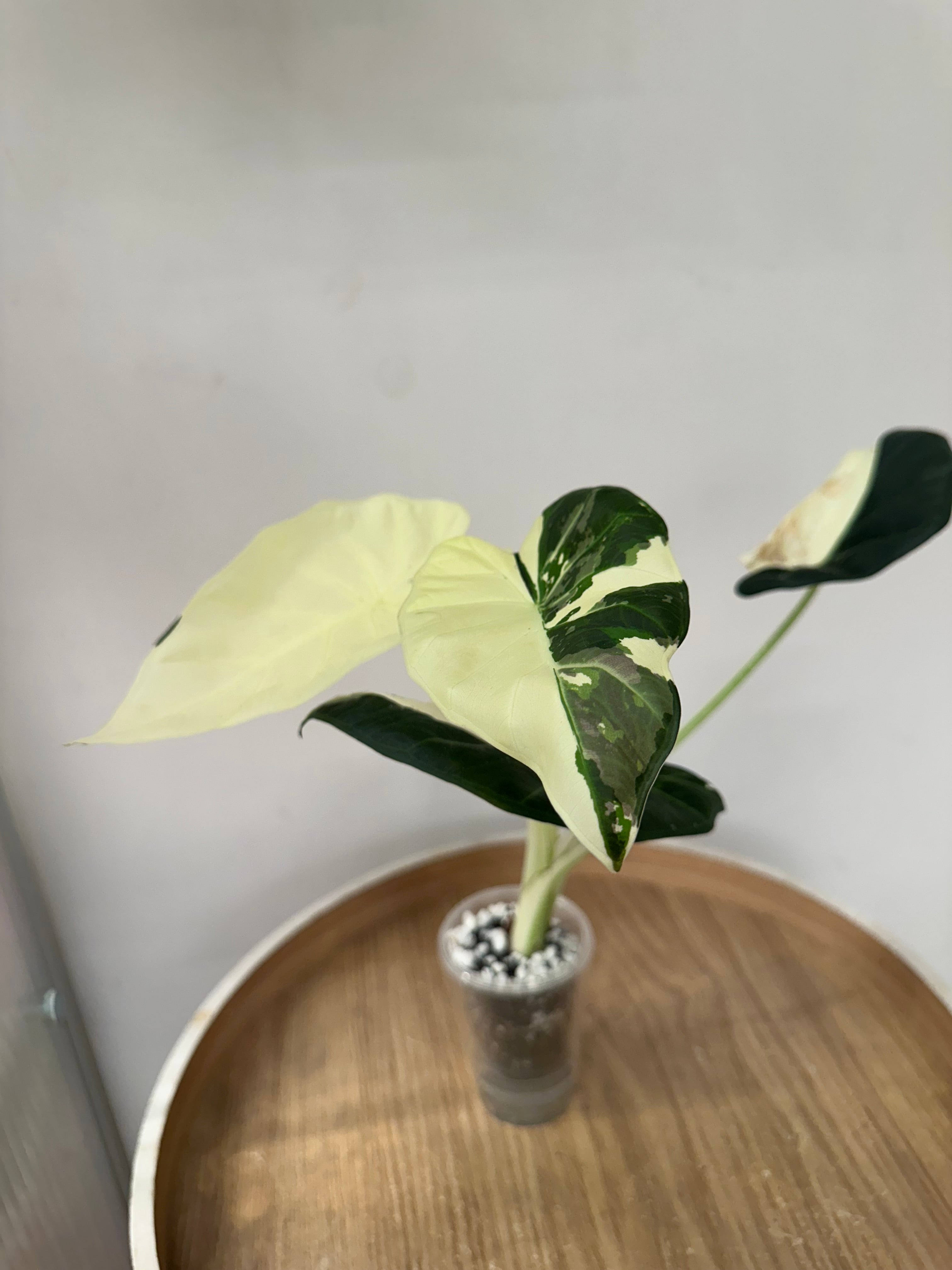 Alocasia Regal Shield Albo