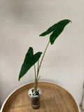 Alocasia Zebrina Reticulata