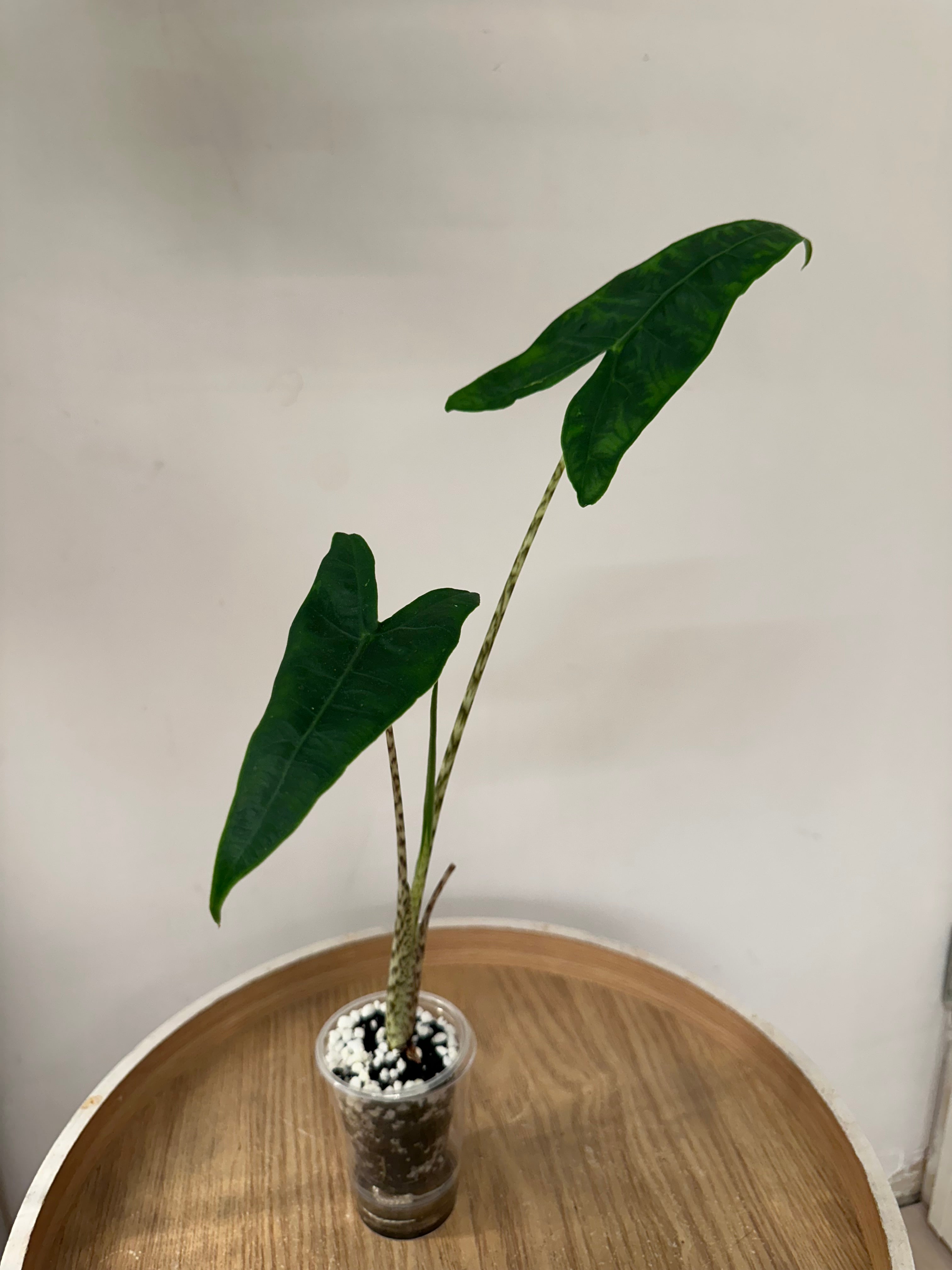 Alocasia Zebrina Reticulata