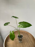Alocasia Odora Batik