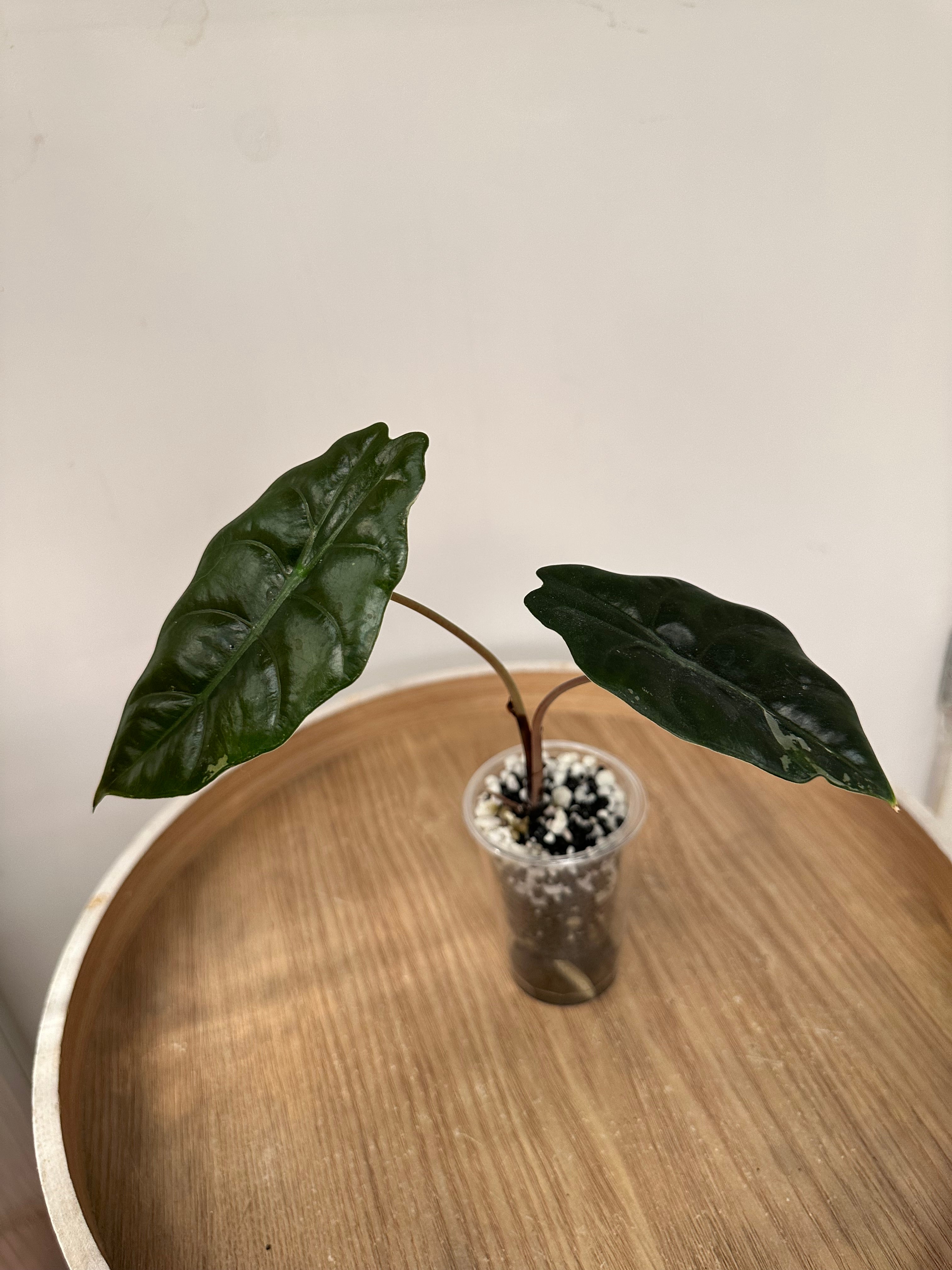 Alocasia Chantrieri Pink