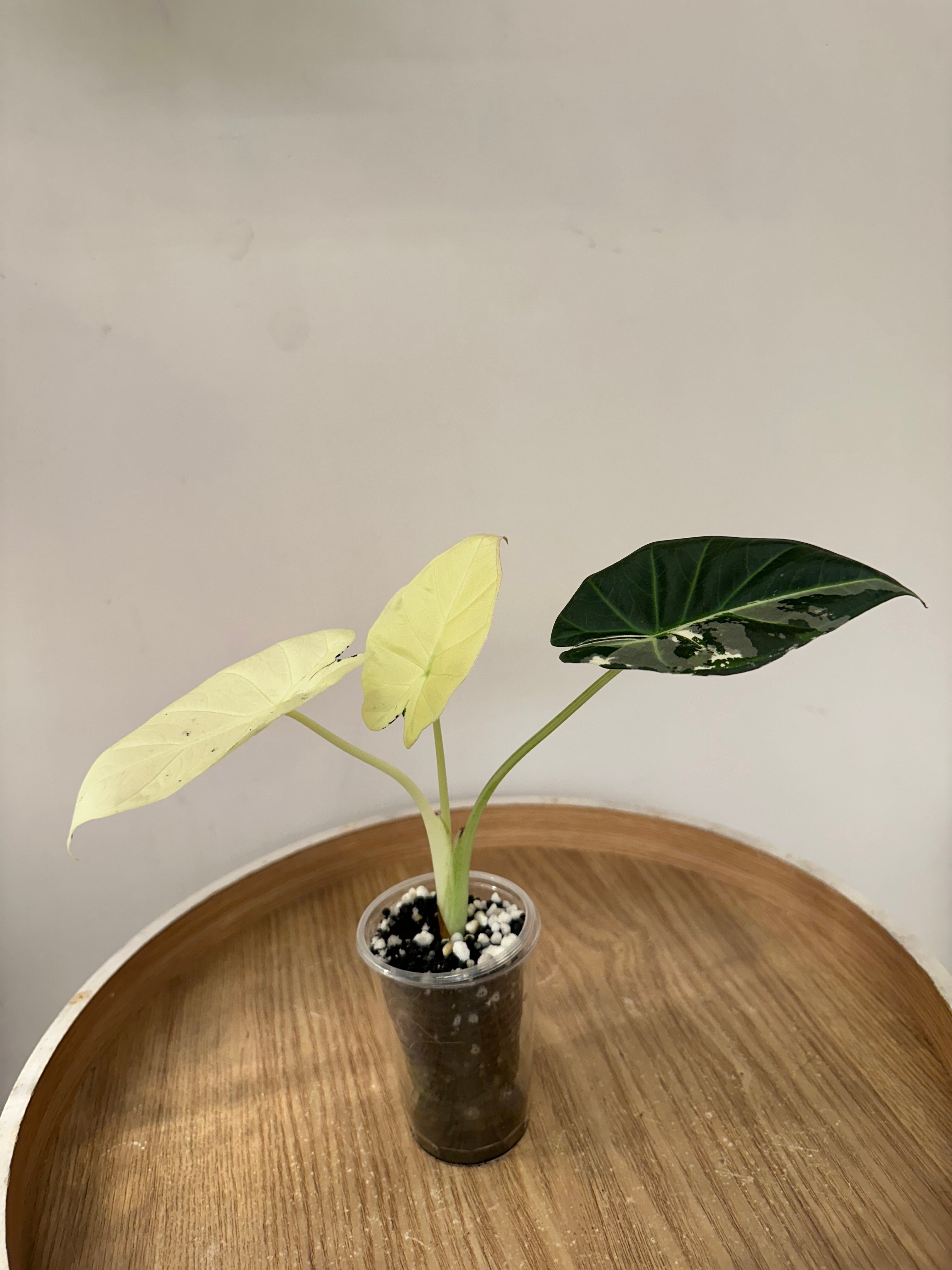 Alocasia Regal Shield Albo