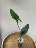Alocasia Heterophylla Metallic Blue