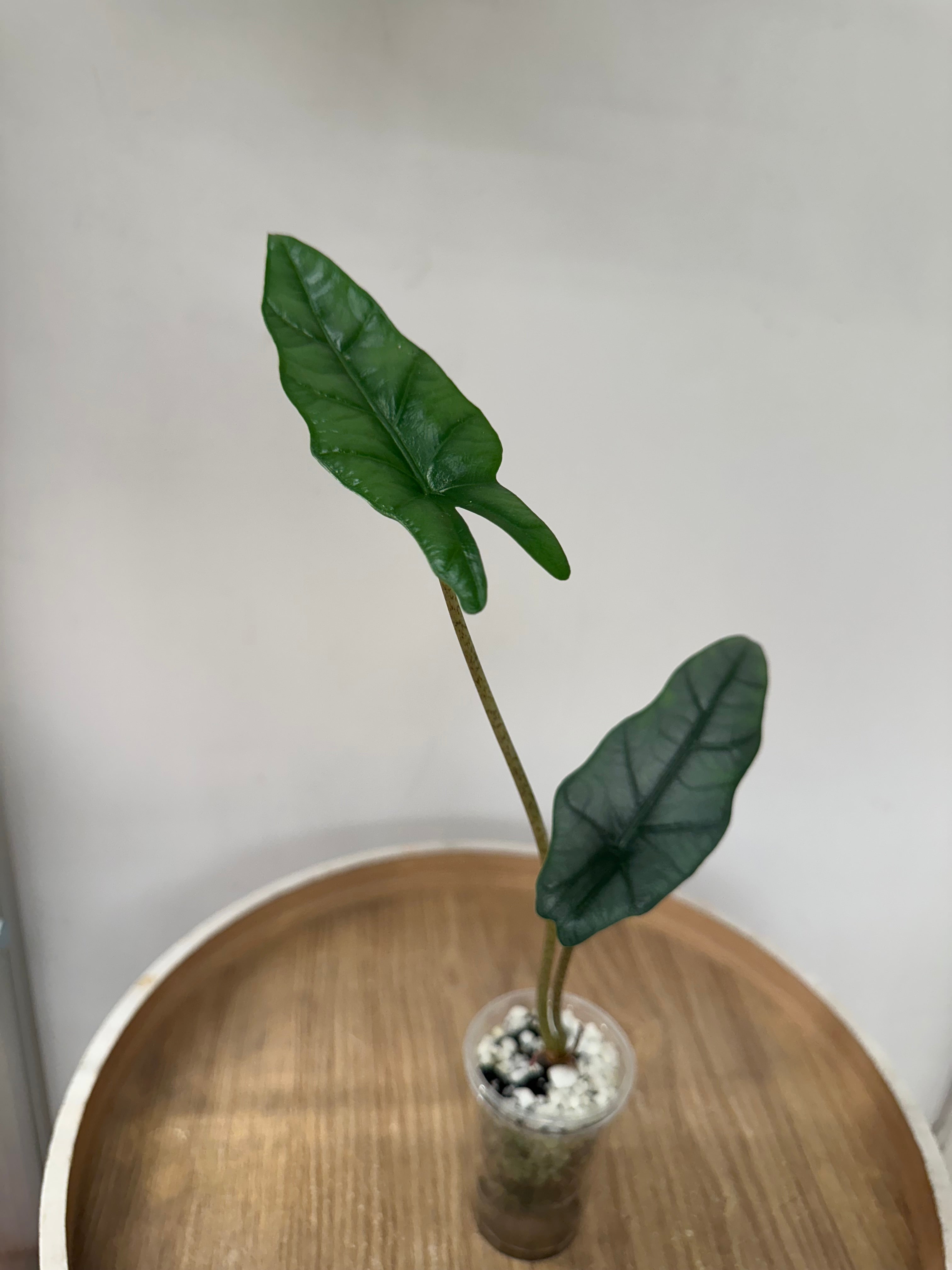 Alocasia Heterophylla Metallic Blue