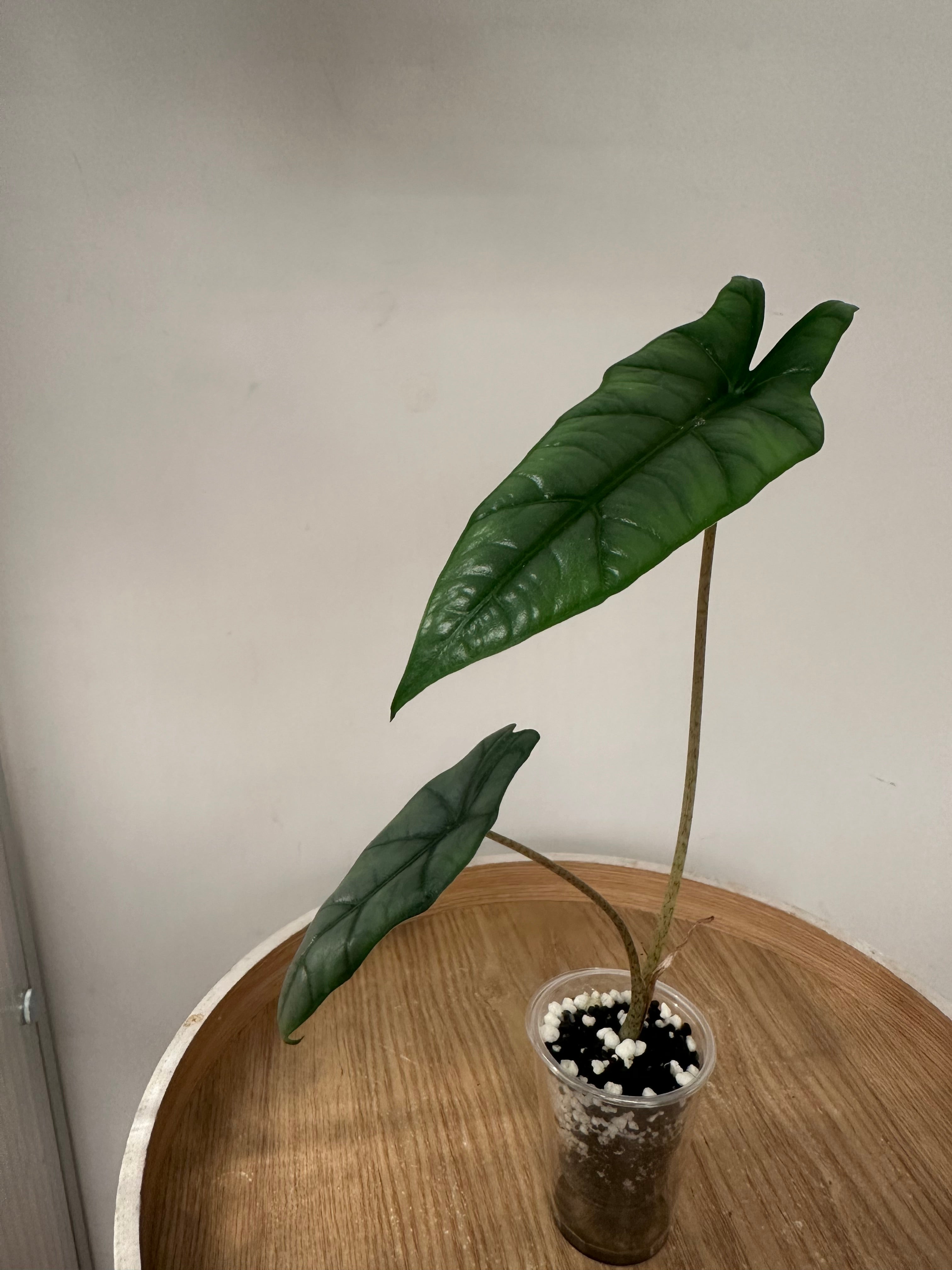 Alocasia Heterophylla Metallic Blue