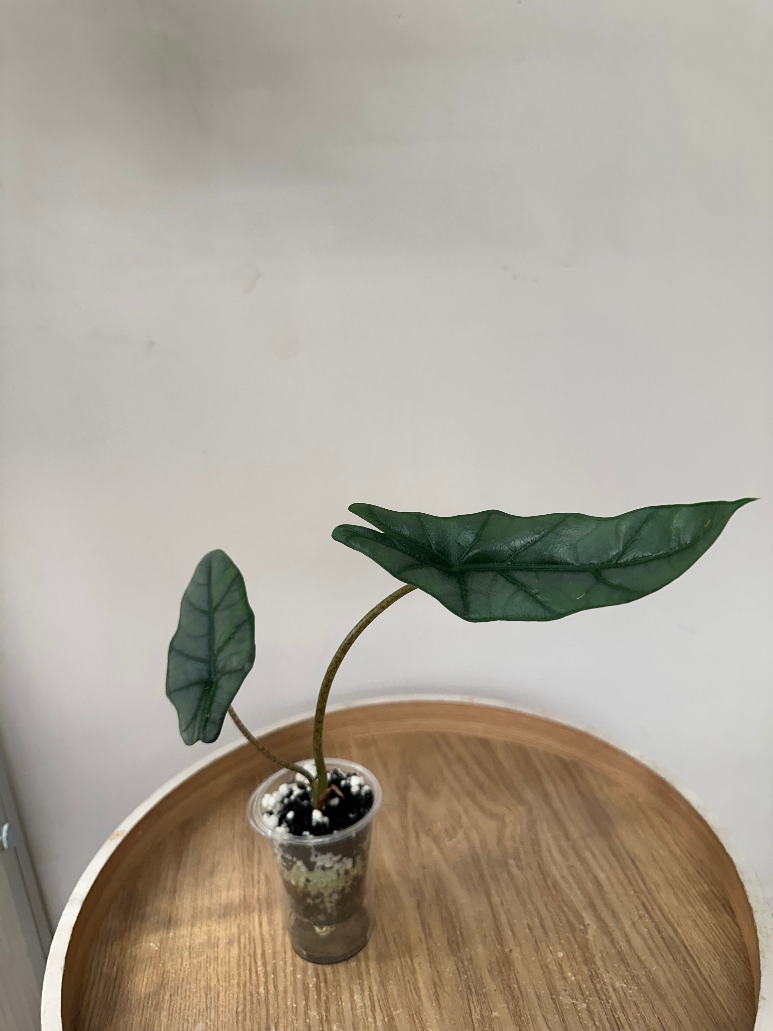 Alocasia Heterophylla Metallic Blue