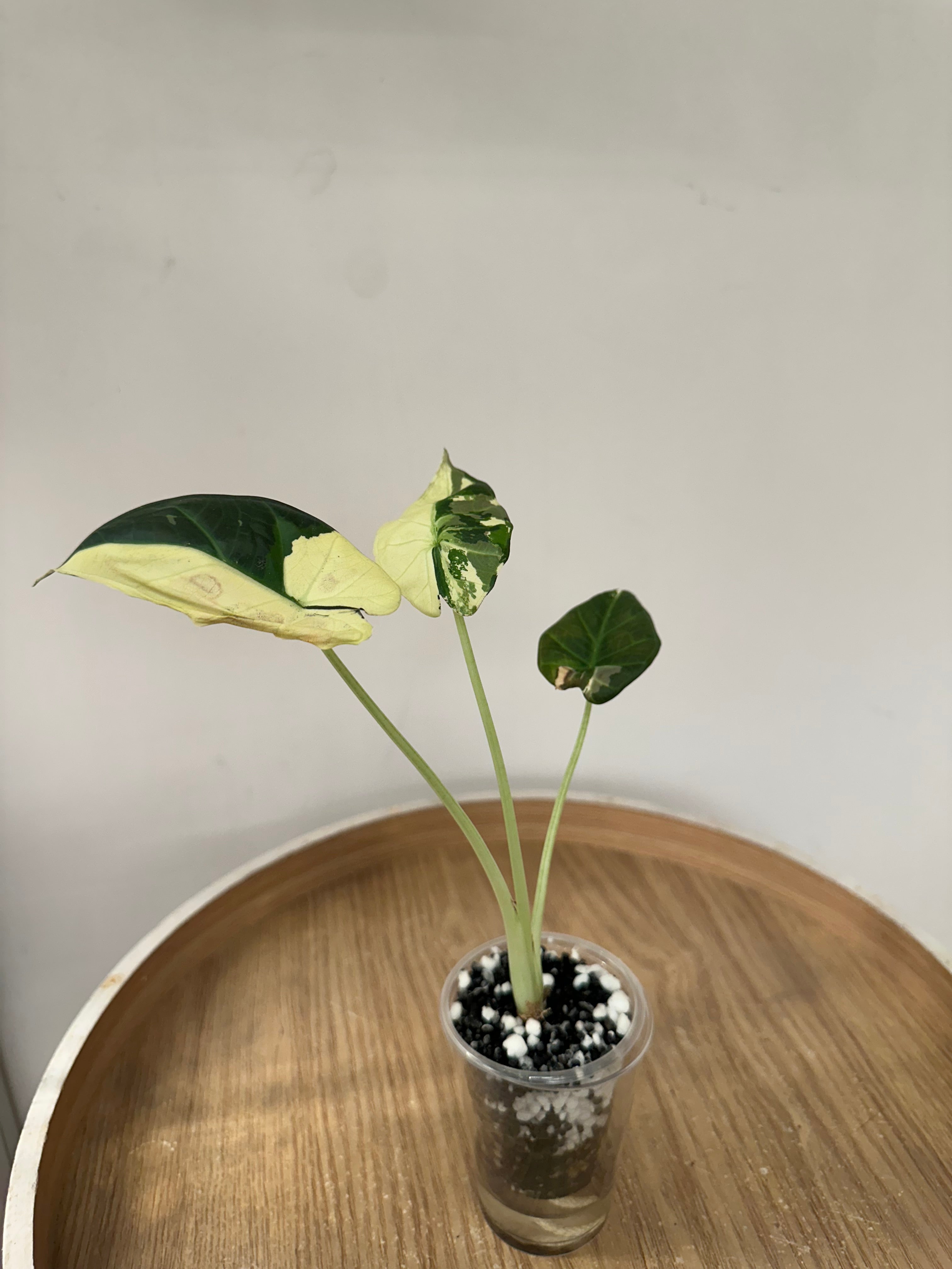Alocasia Regal Shield Albo