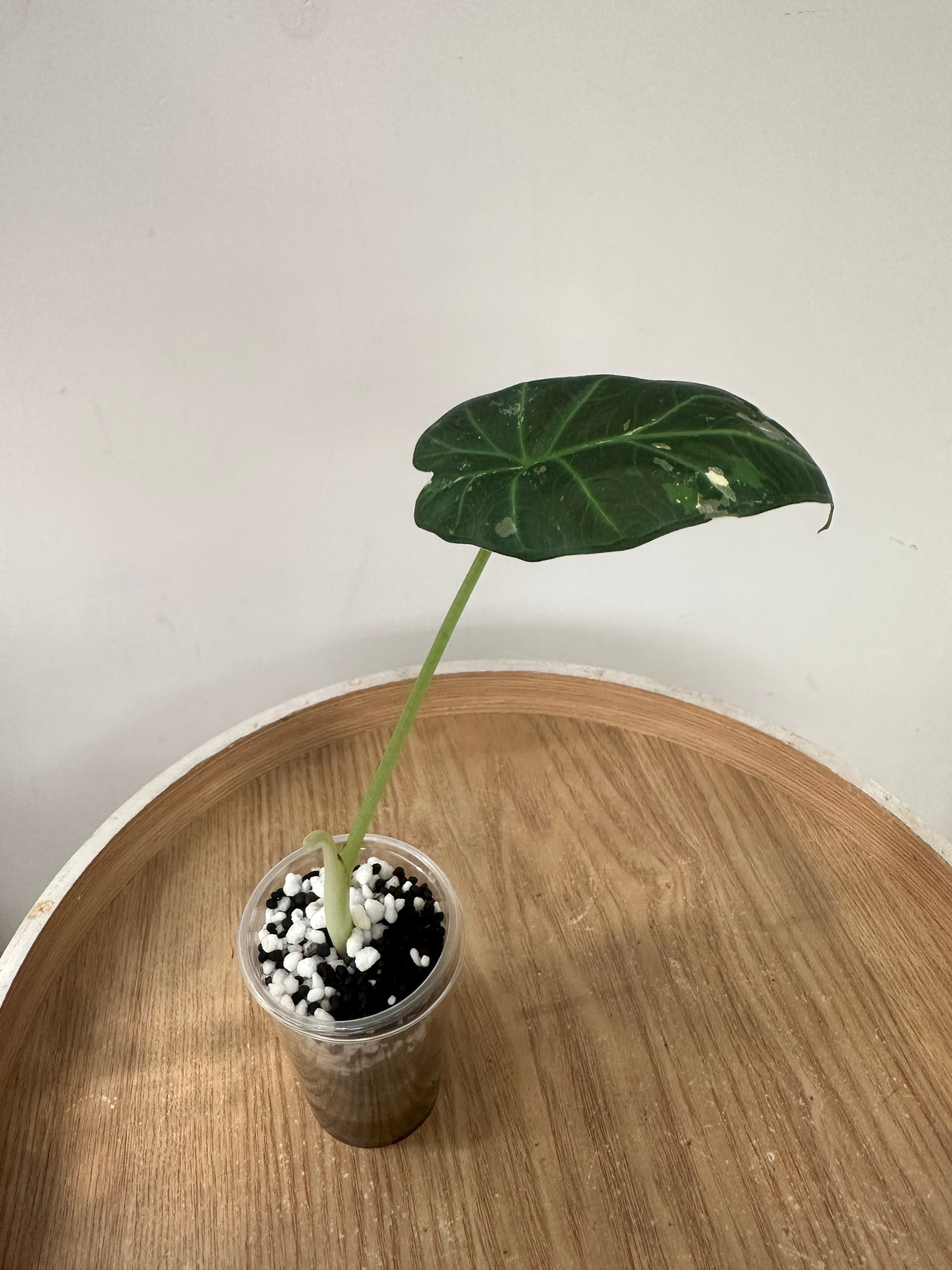 Alocasia Regal Shield Albo