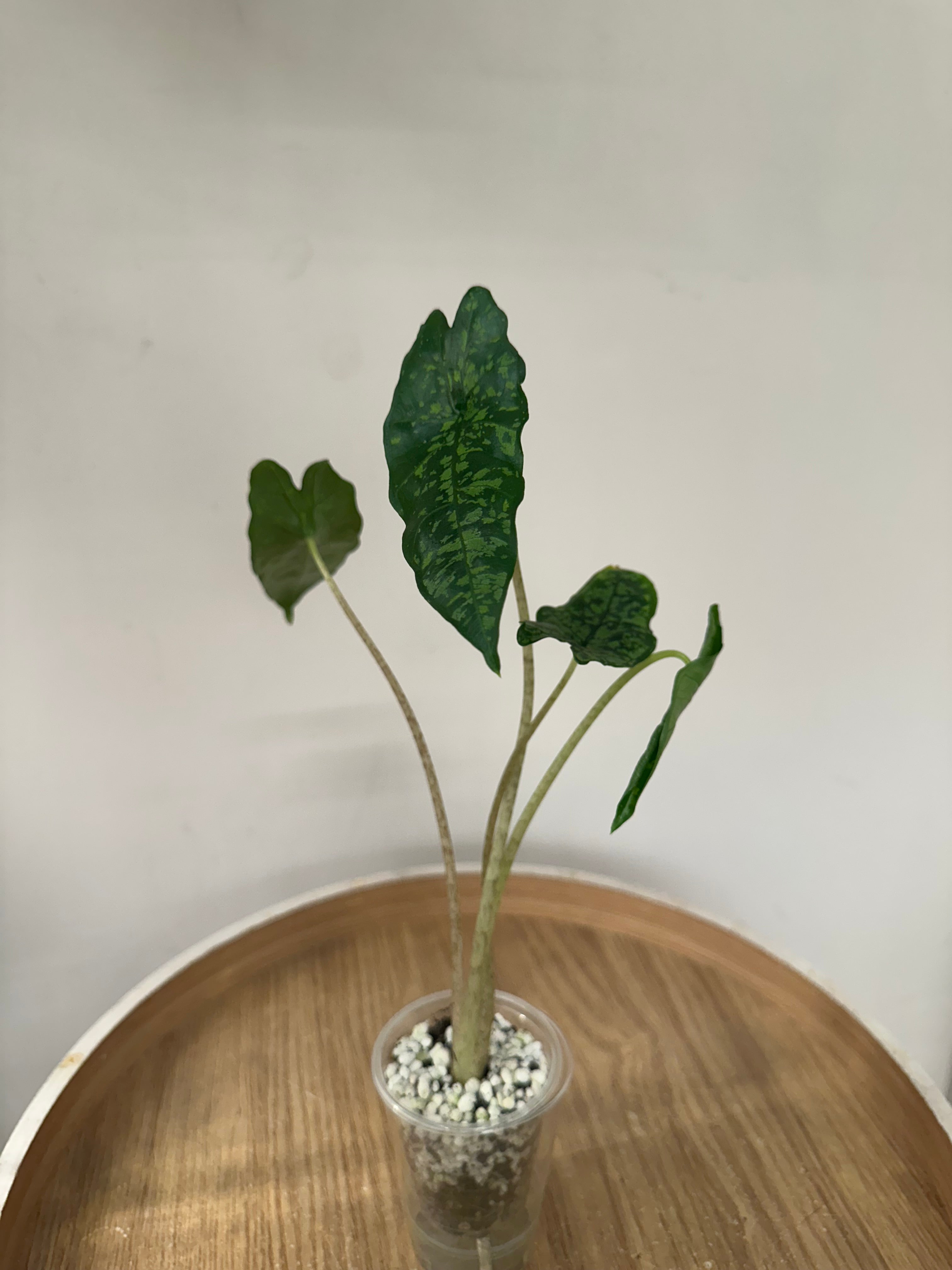 Alocasia Shattered Glass