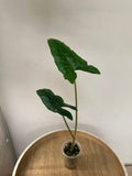 Alocasia Shattered Glass