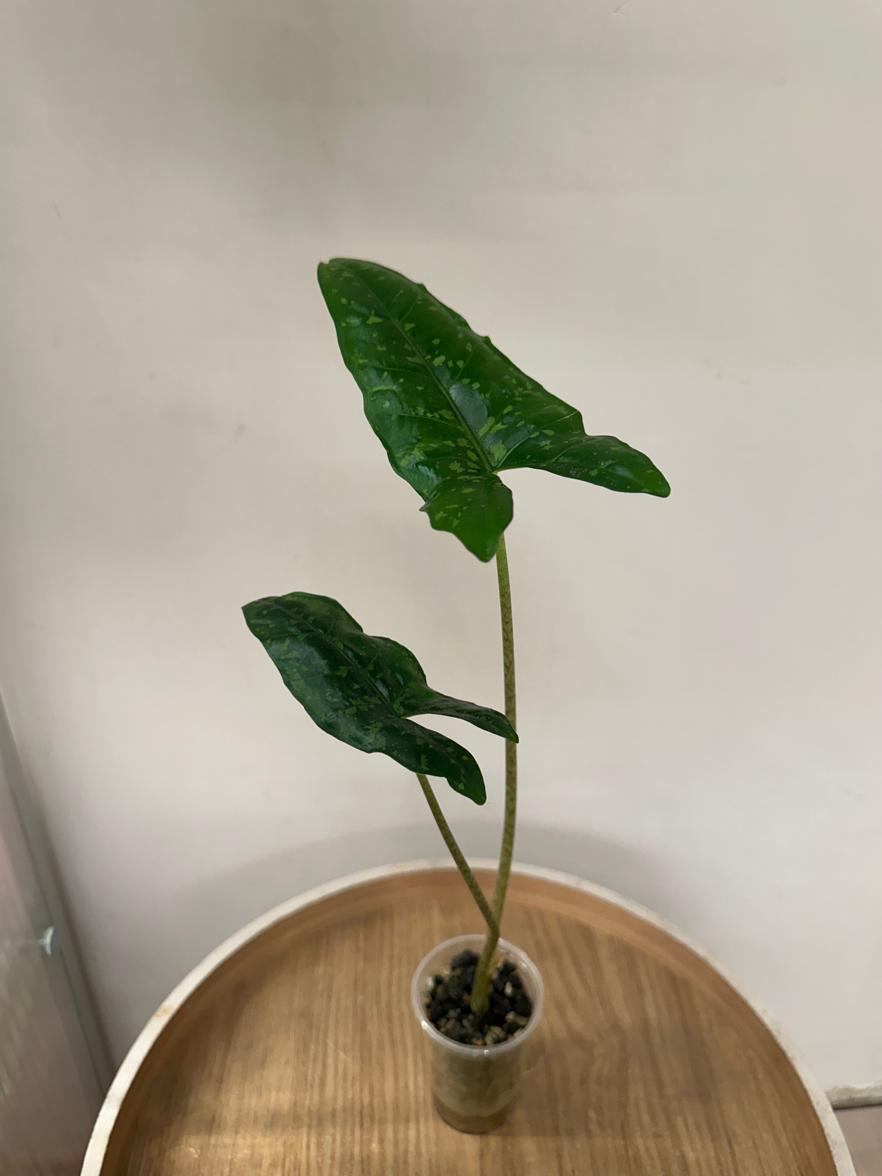 Alocasia Shattered Glass