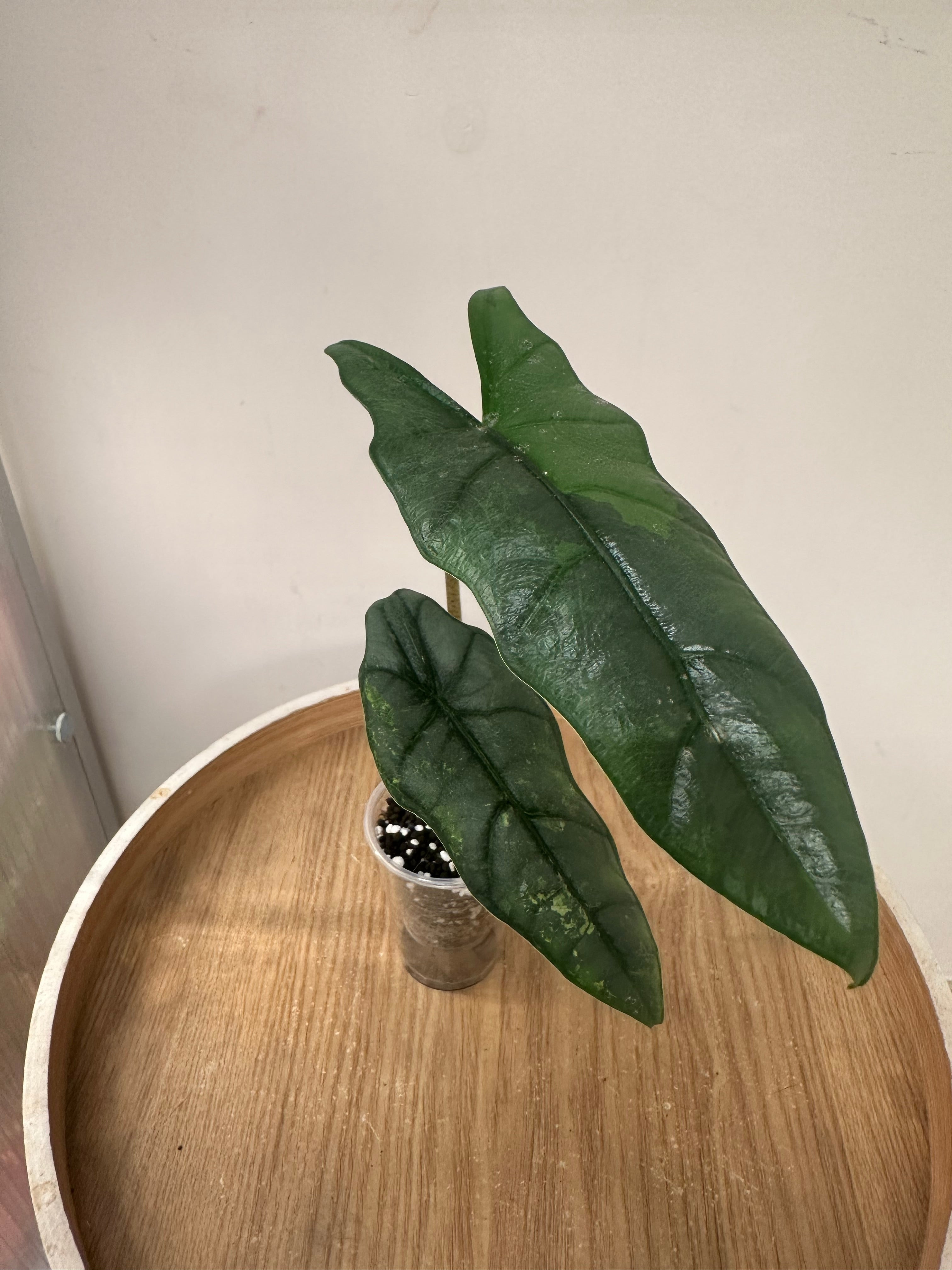 Alocasia Heterophylla Metallic Blue Variegata