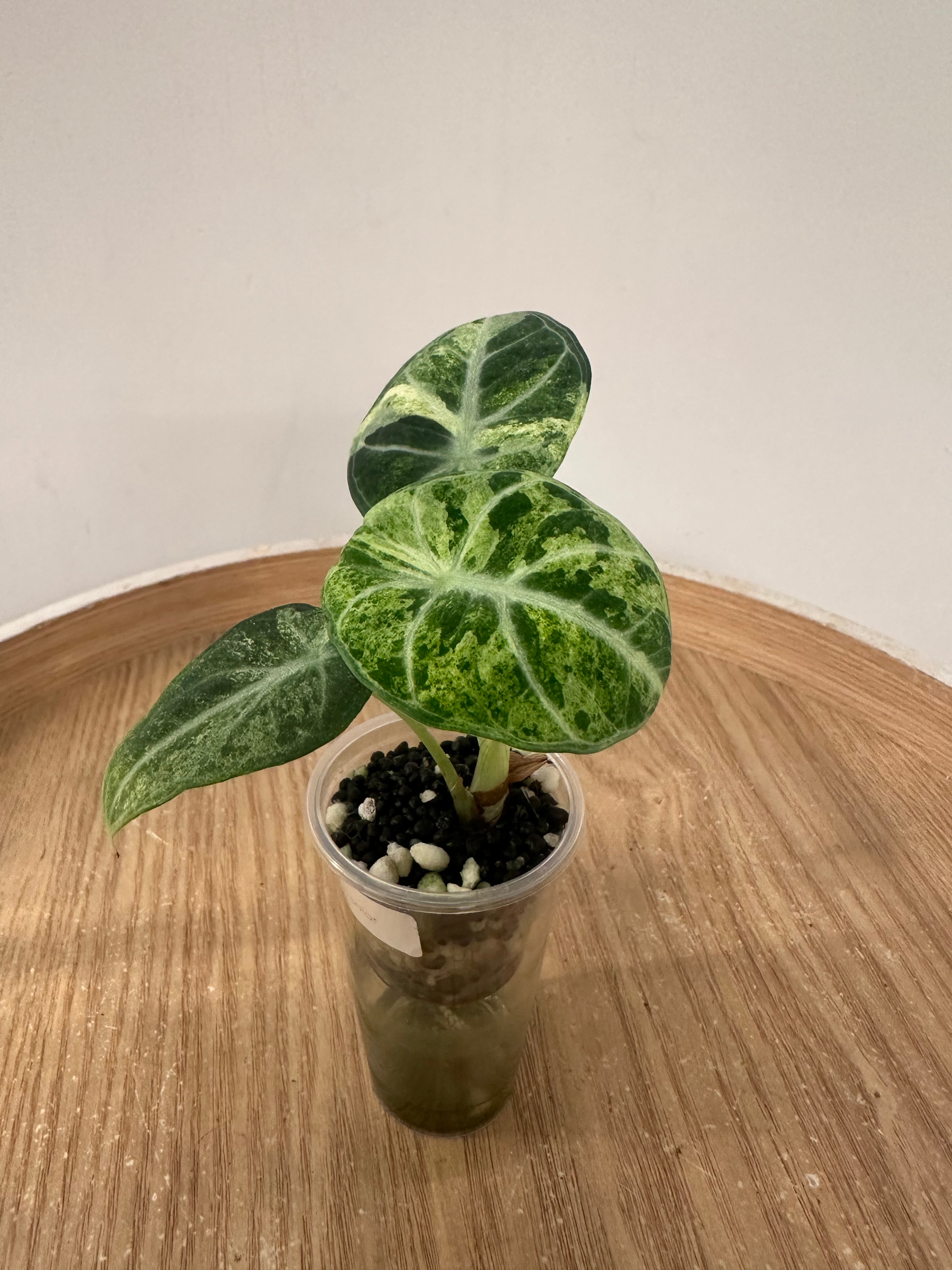 Alocasia Ninja Tricolor