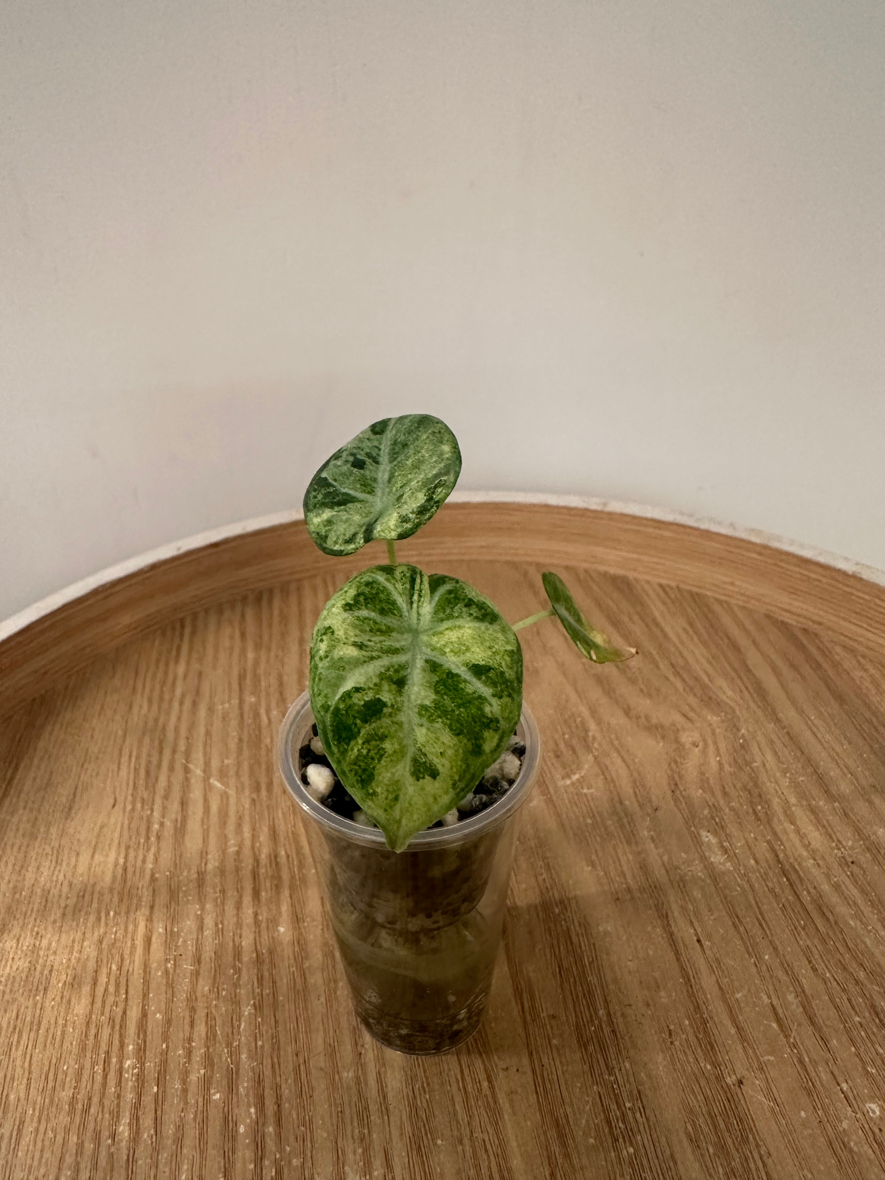 Alocasia Ninja Tricolor