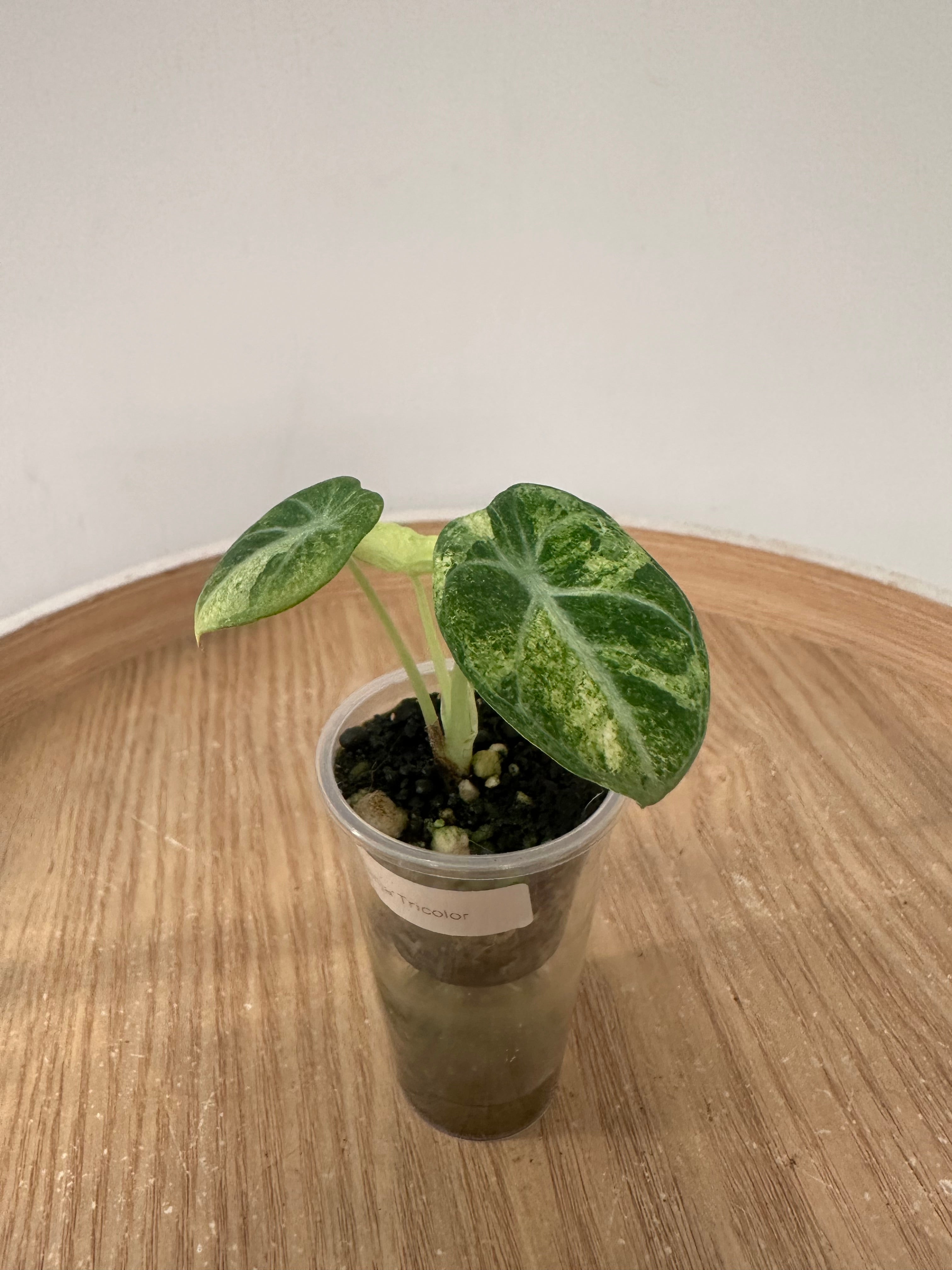 Alocasia Ninja Tricolor