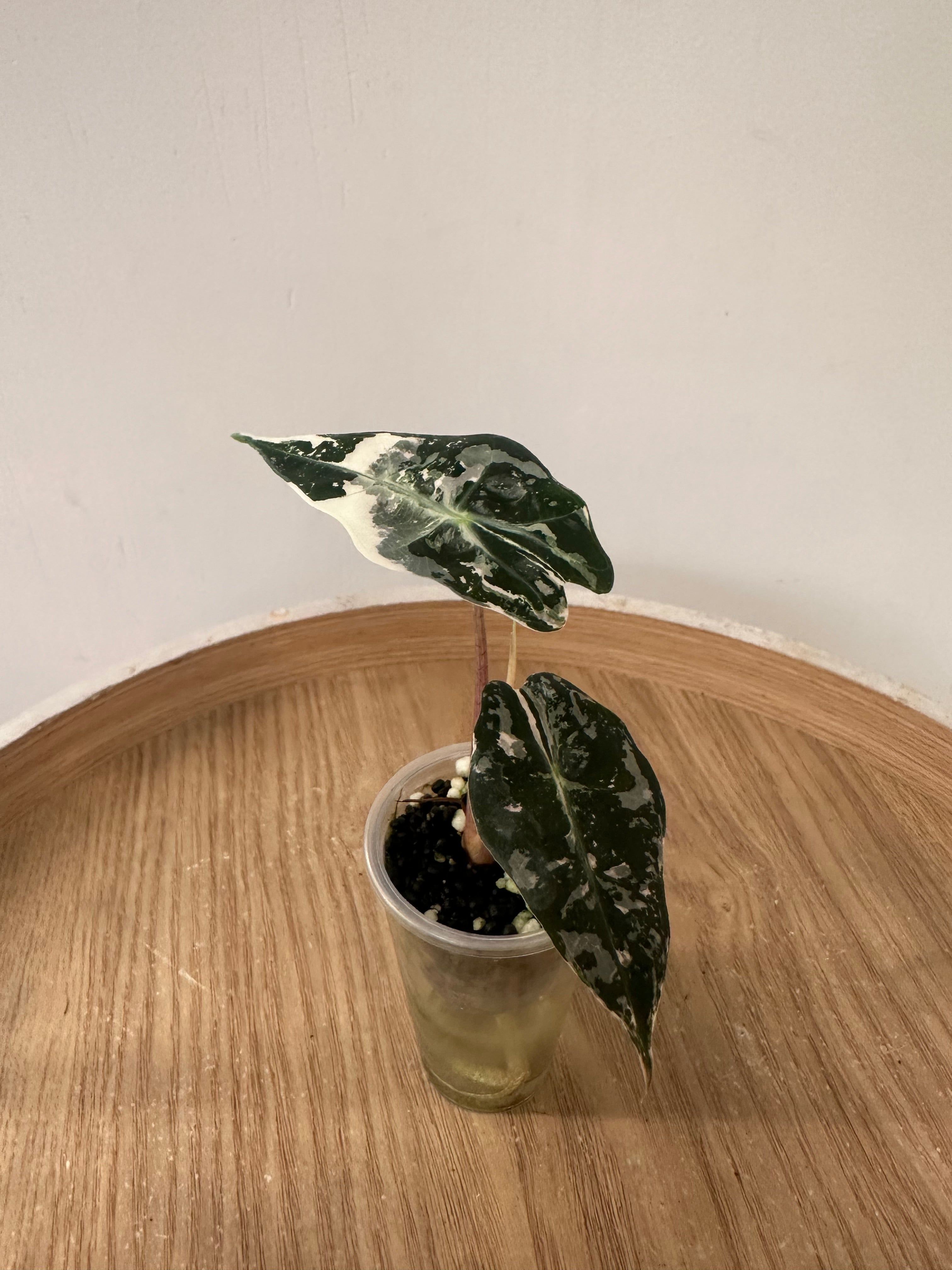 Alocasia Polly Snowflake