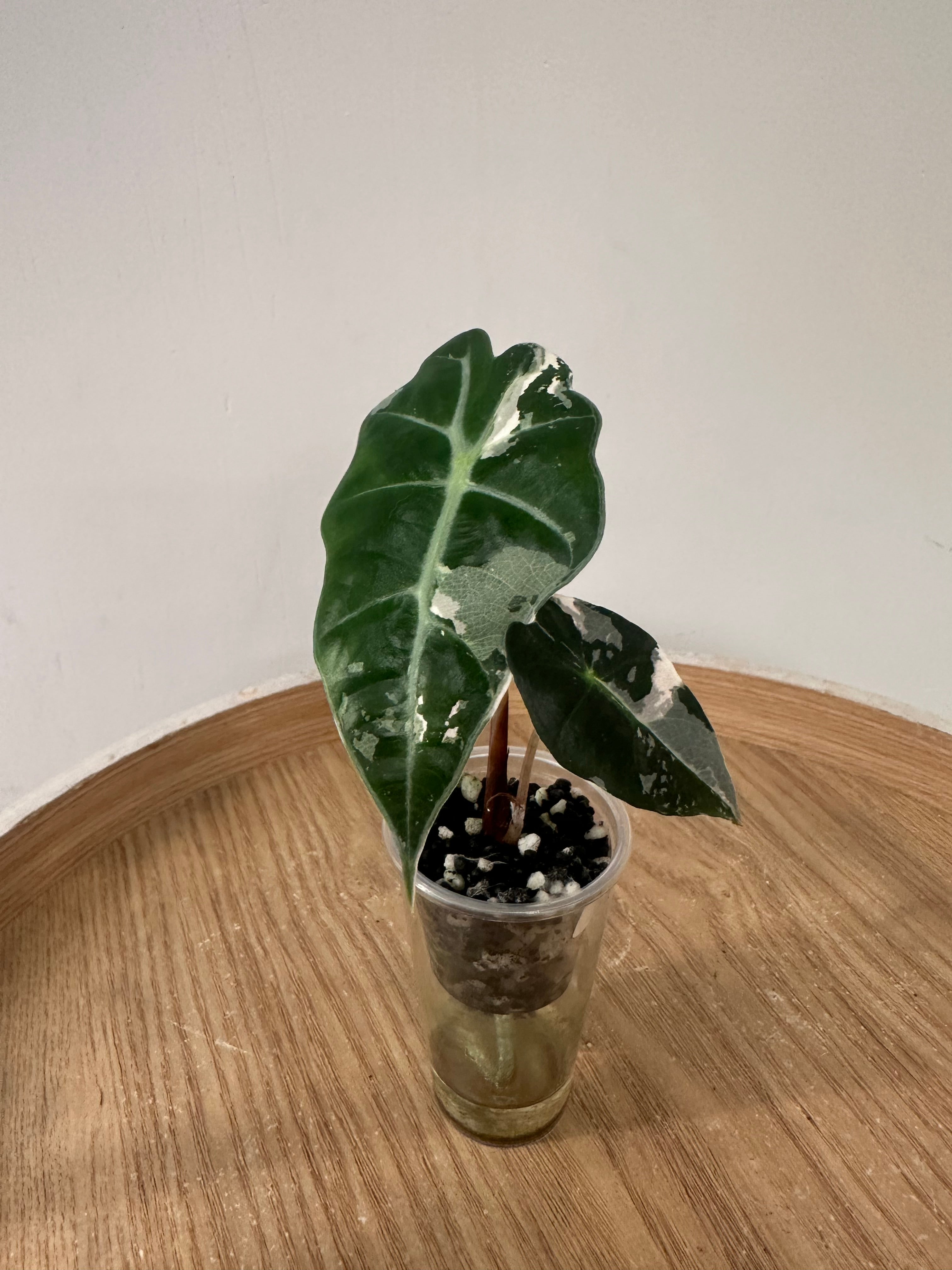 Alocasia Polly Snowflake