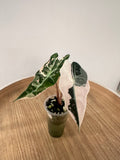 Alocasia Polly Snowflake