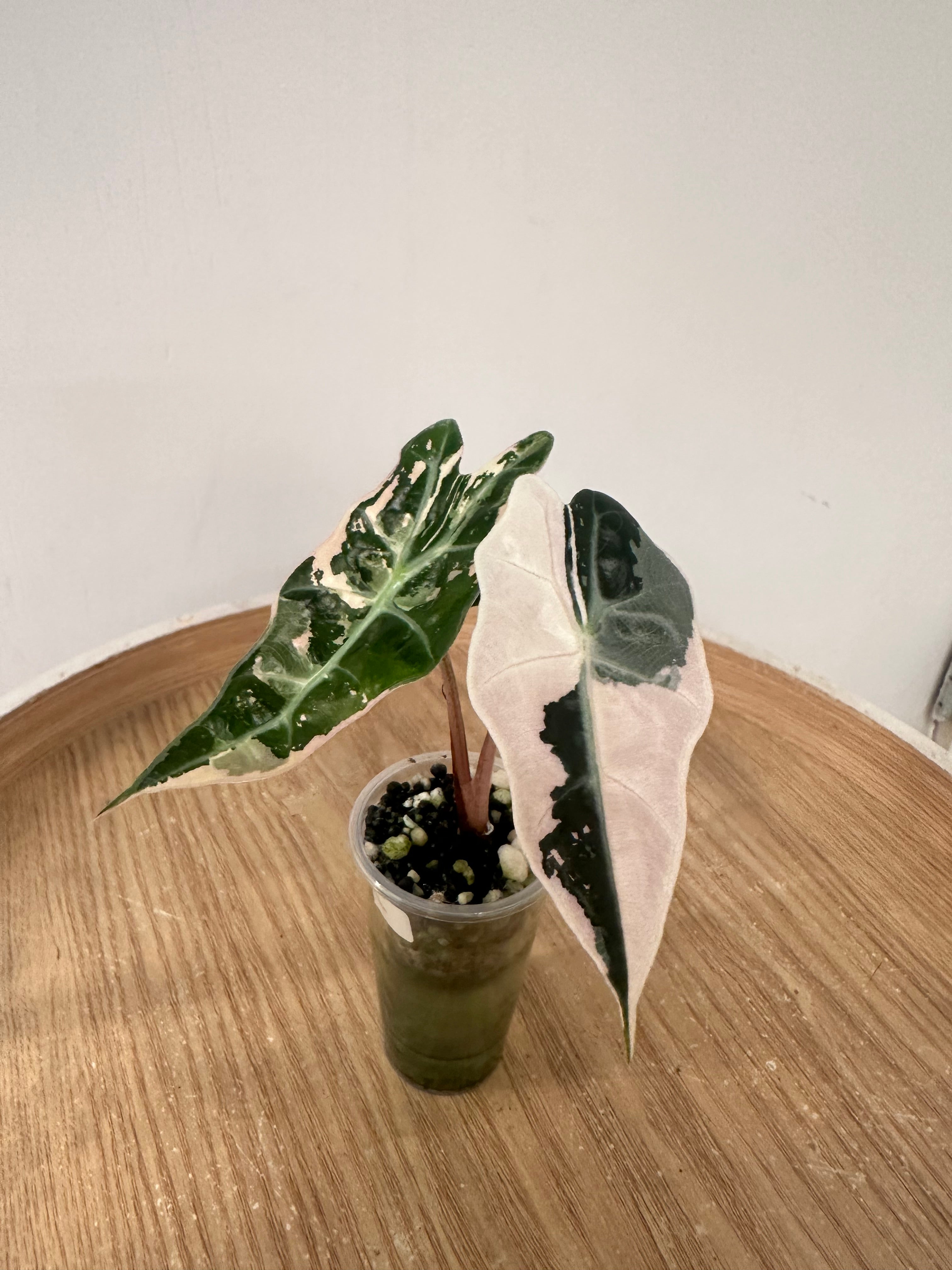 Alocasia Polly Snowflake