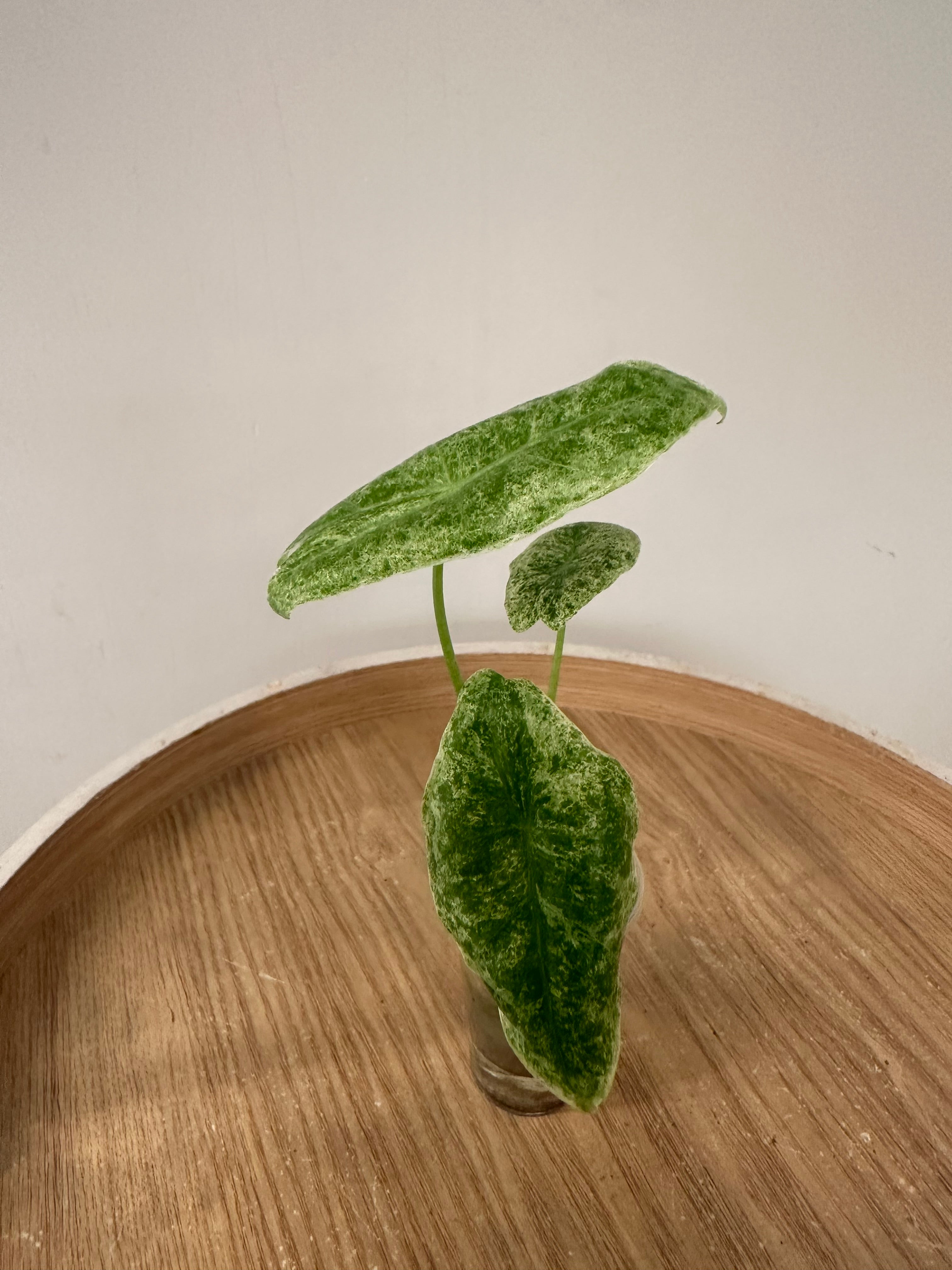 Alocasia Longiloba Mottled