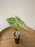Alocasia Longiloba Mottled