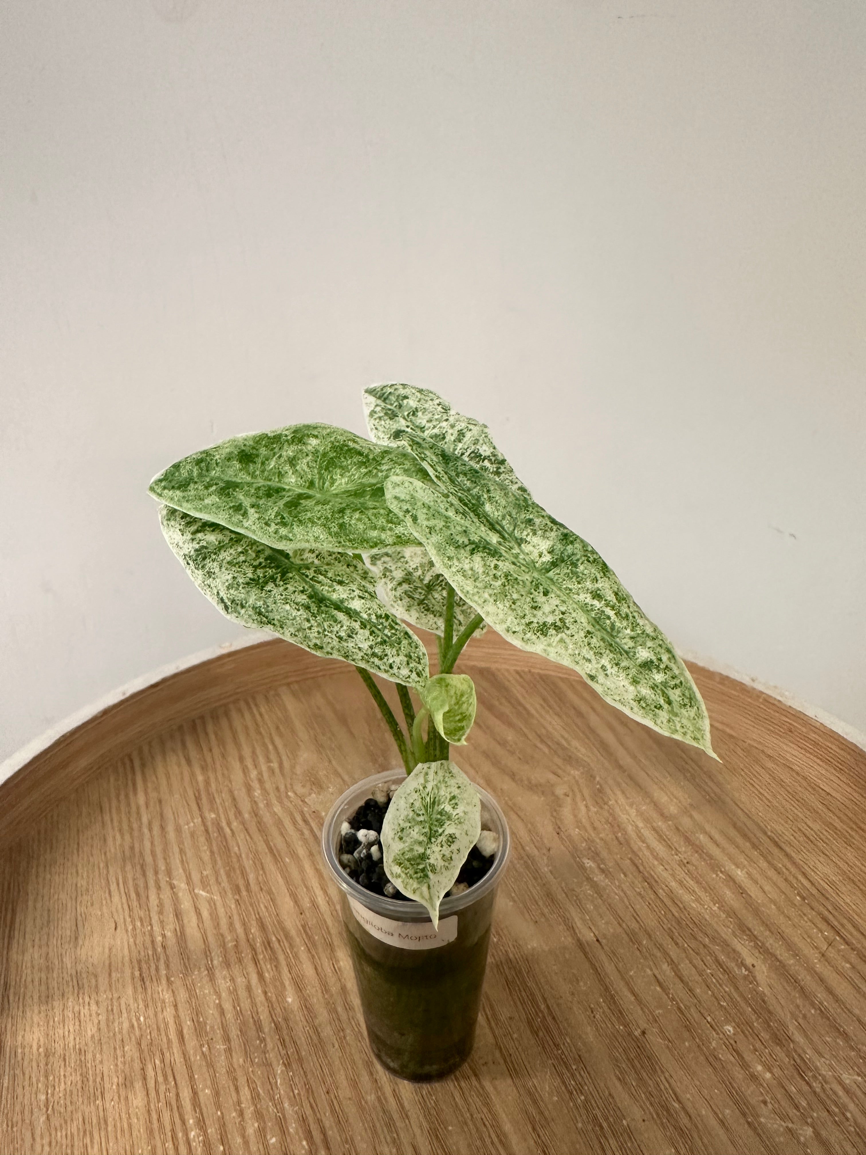 Alocasia Longiloba Mottled