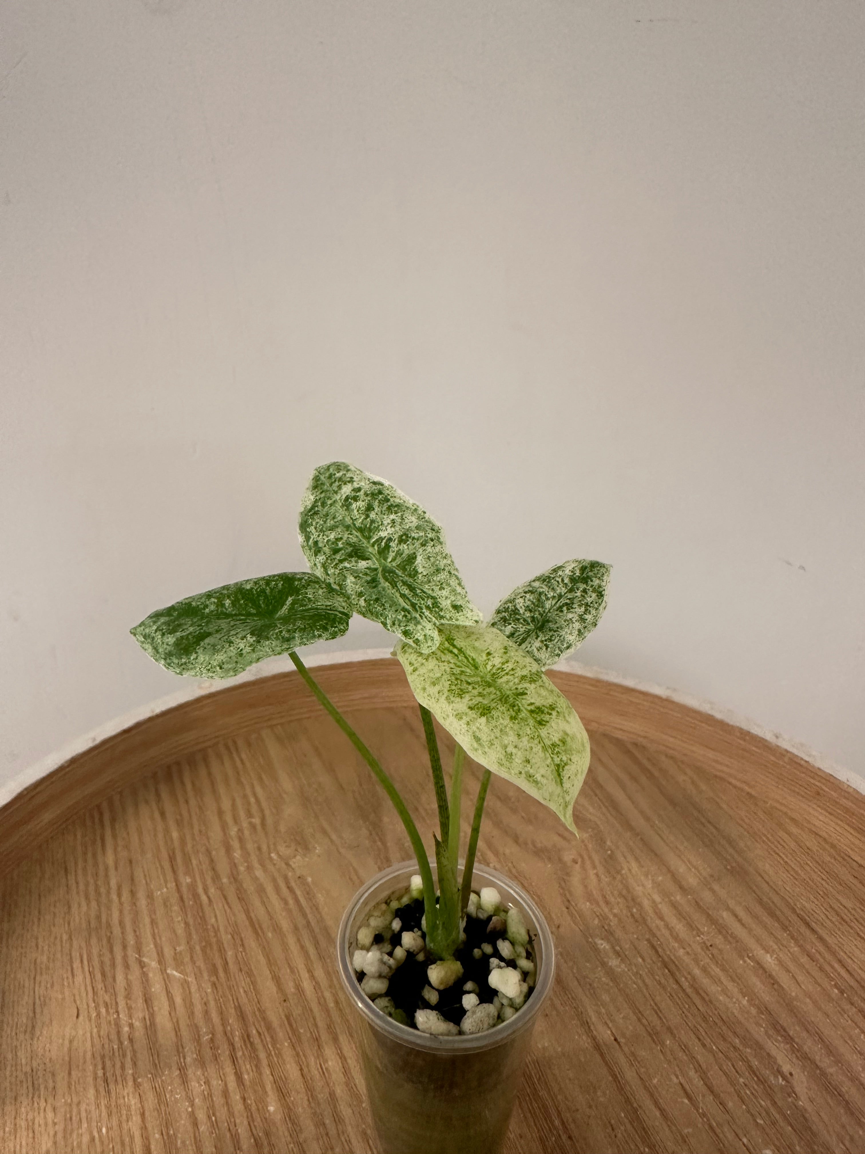 Alocasia Longiloba Mottled