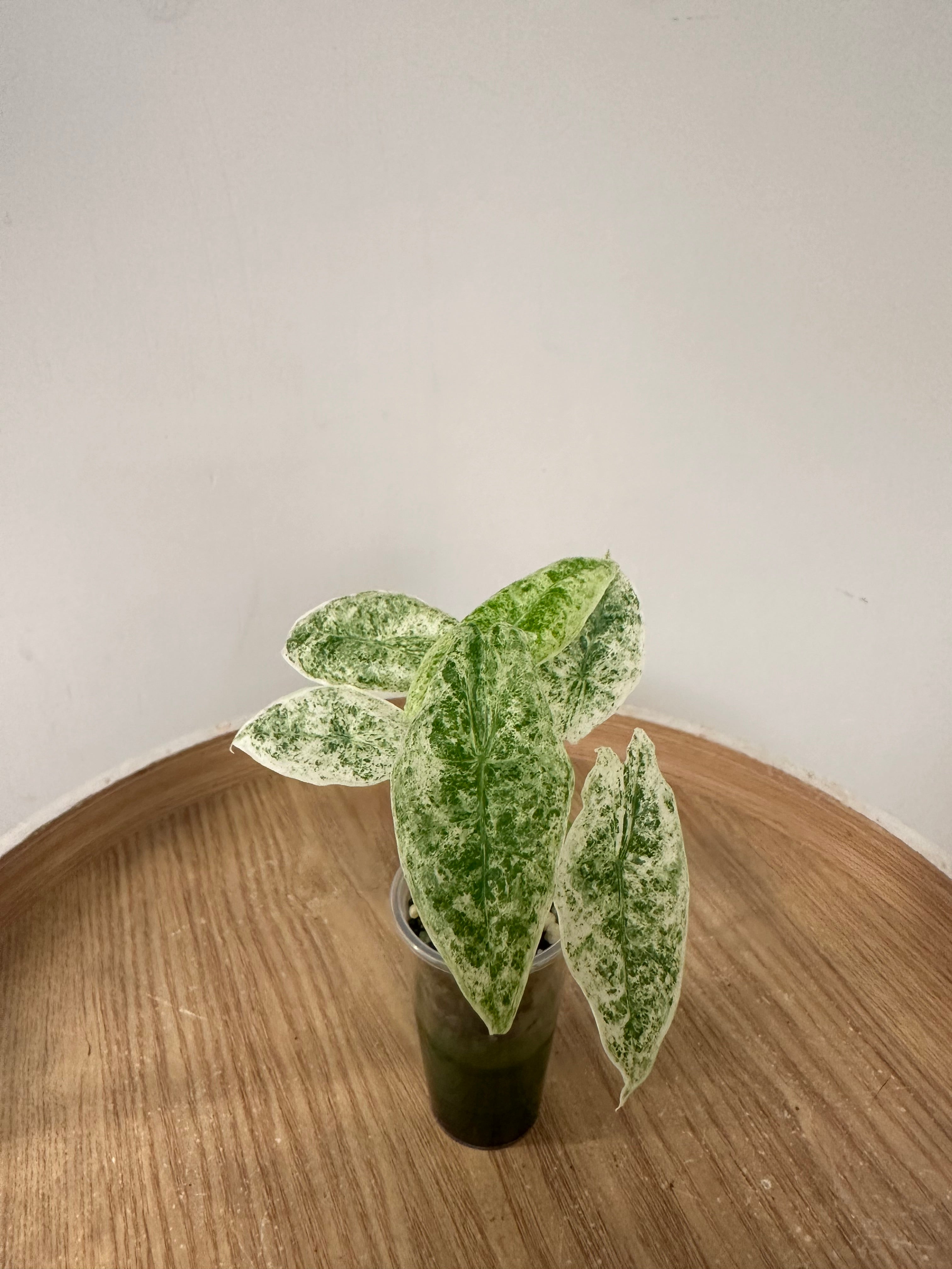 Alocasia Longiloba Mottled