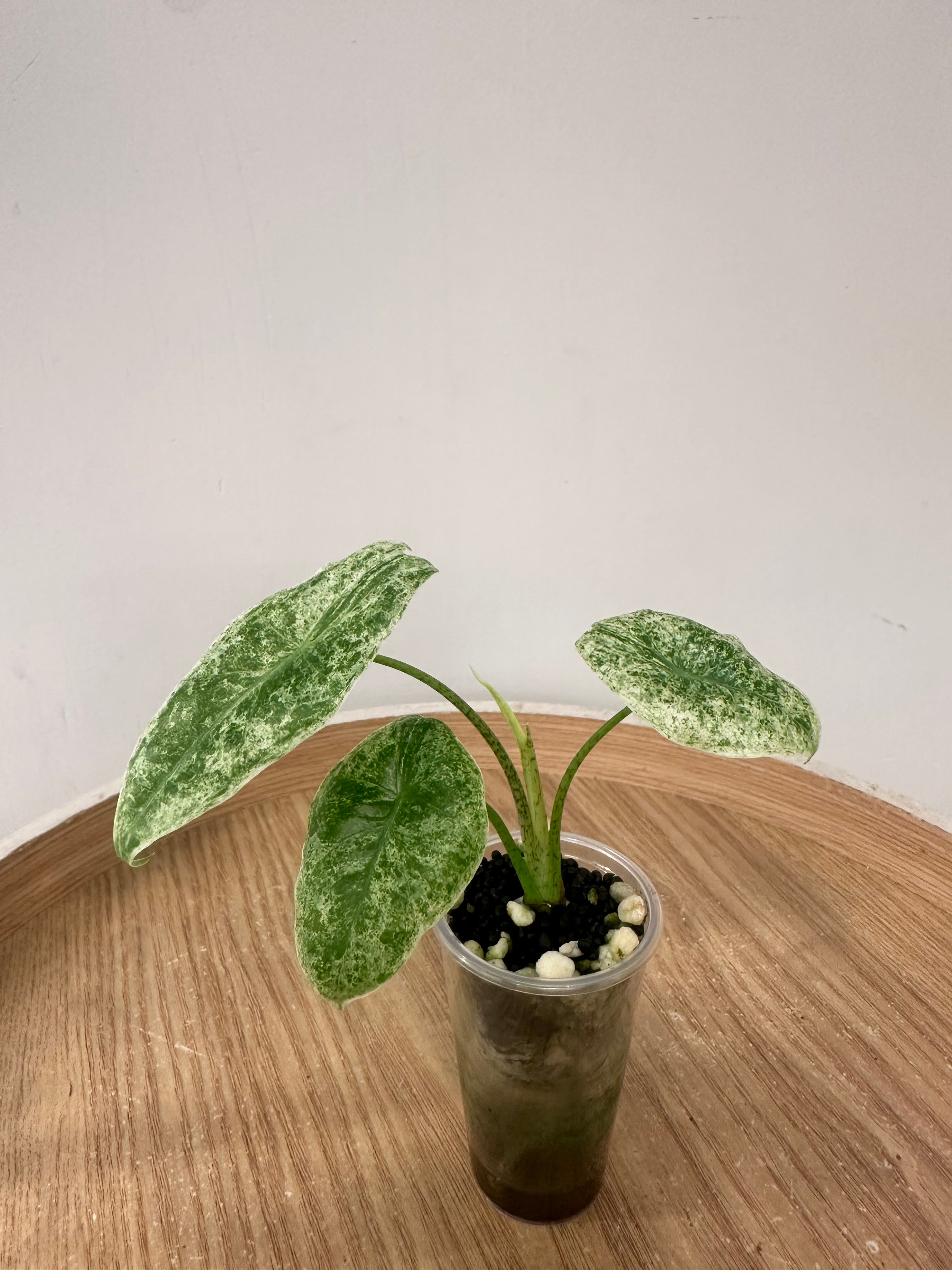 Alocasia Longiloba Mottled