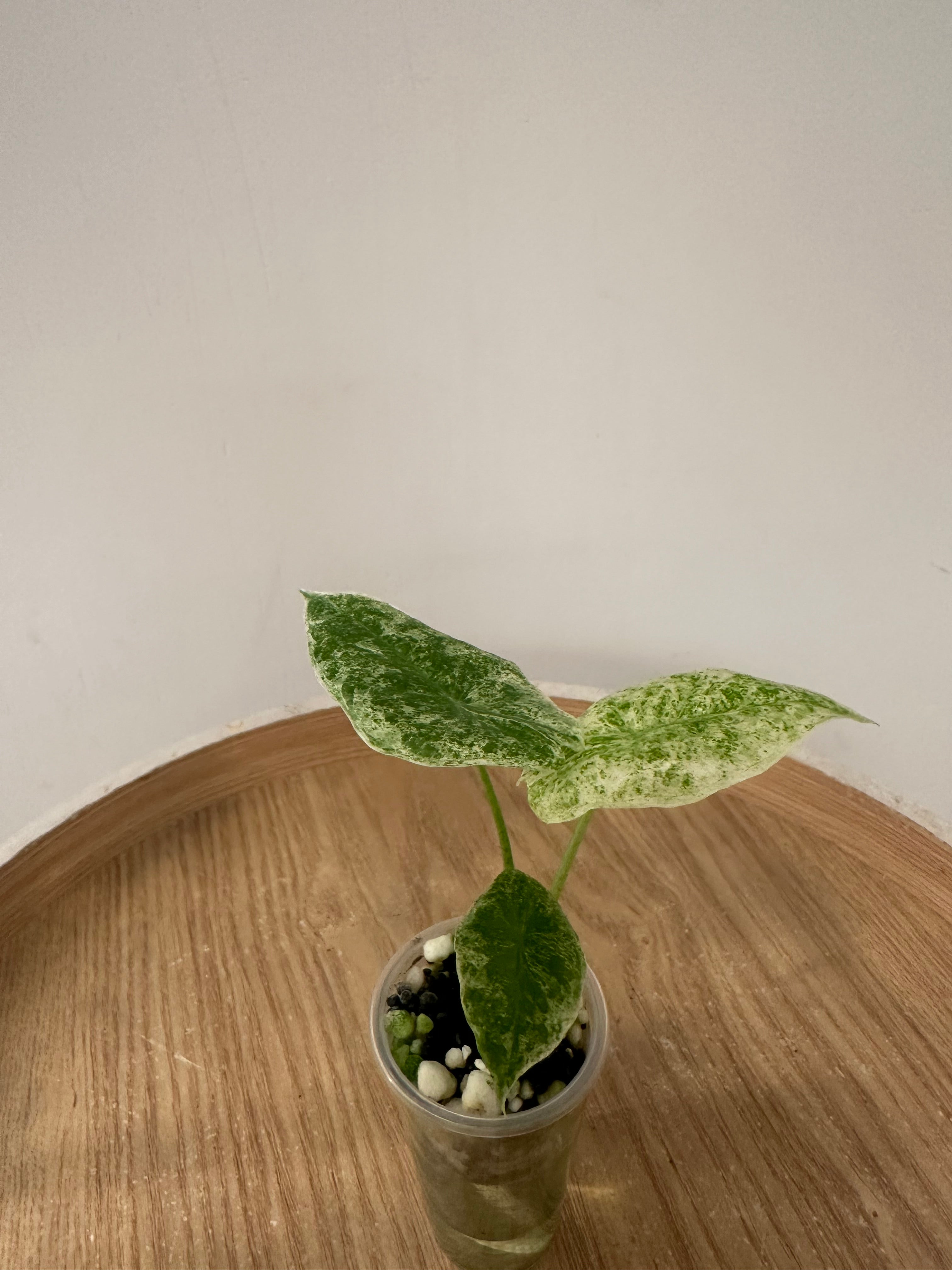Alocasia Longiloba Mottled