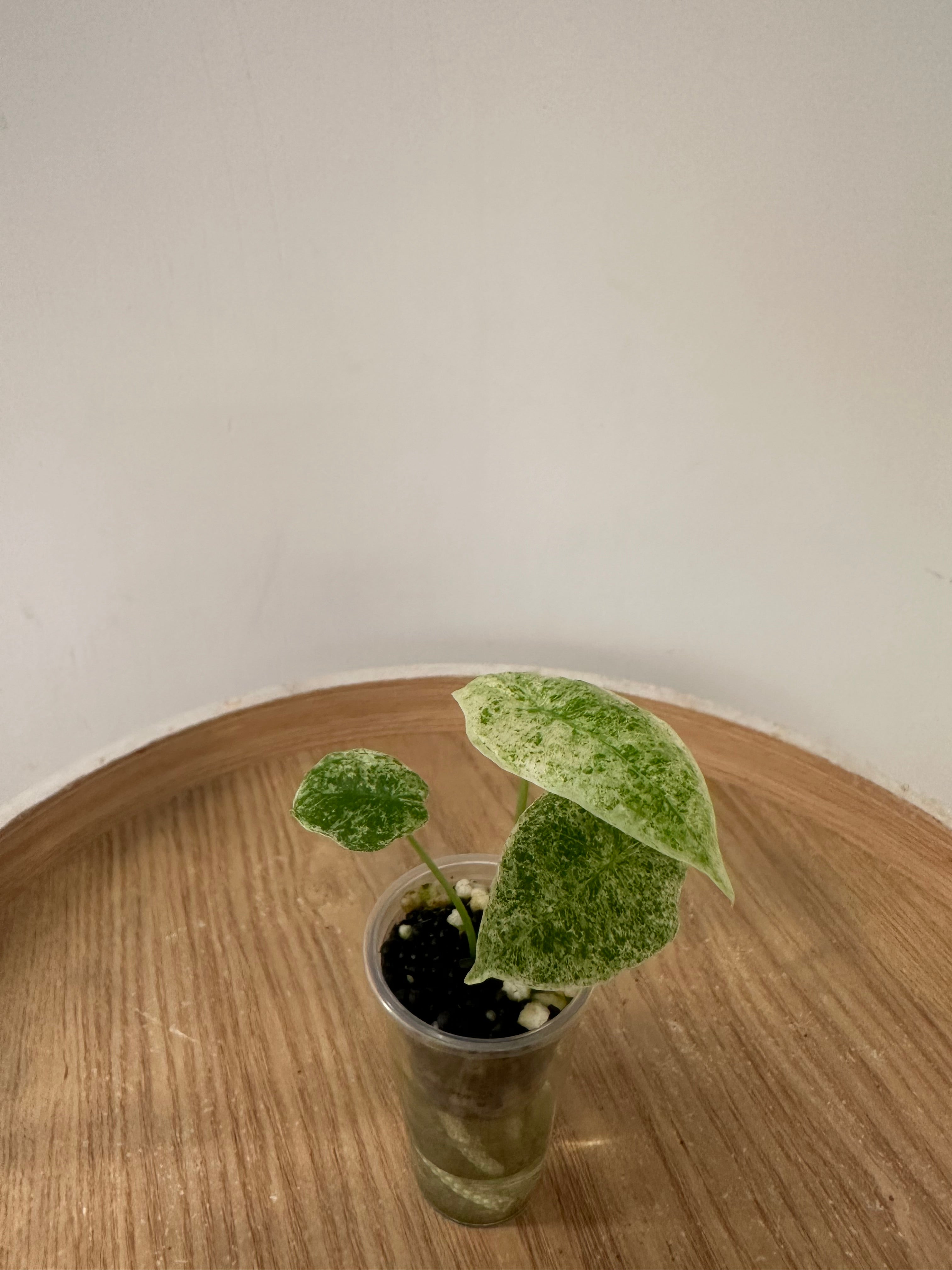 Alocasia Longiloba Mottled