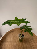 Alocasia Portei Aurea