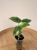 Alocasia Sinuata Albo Mint