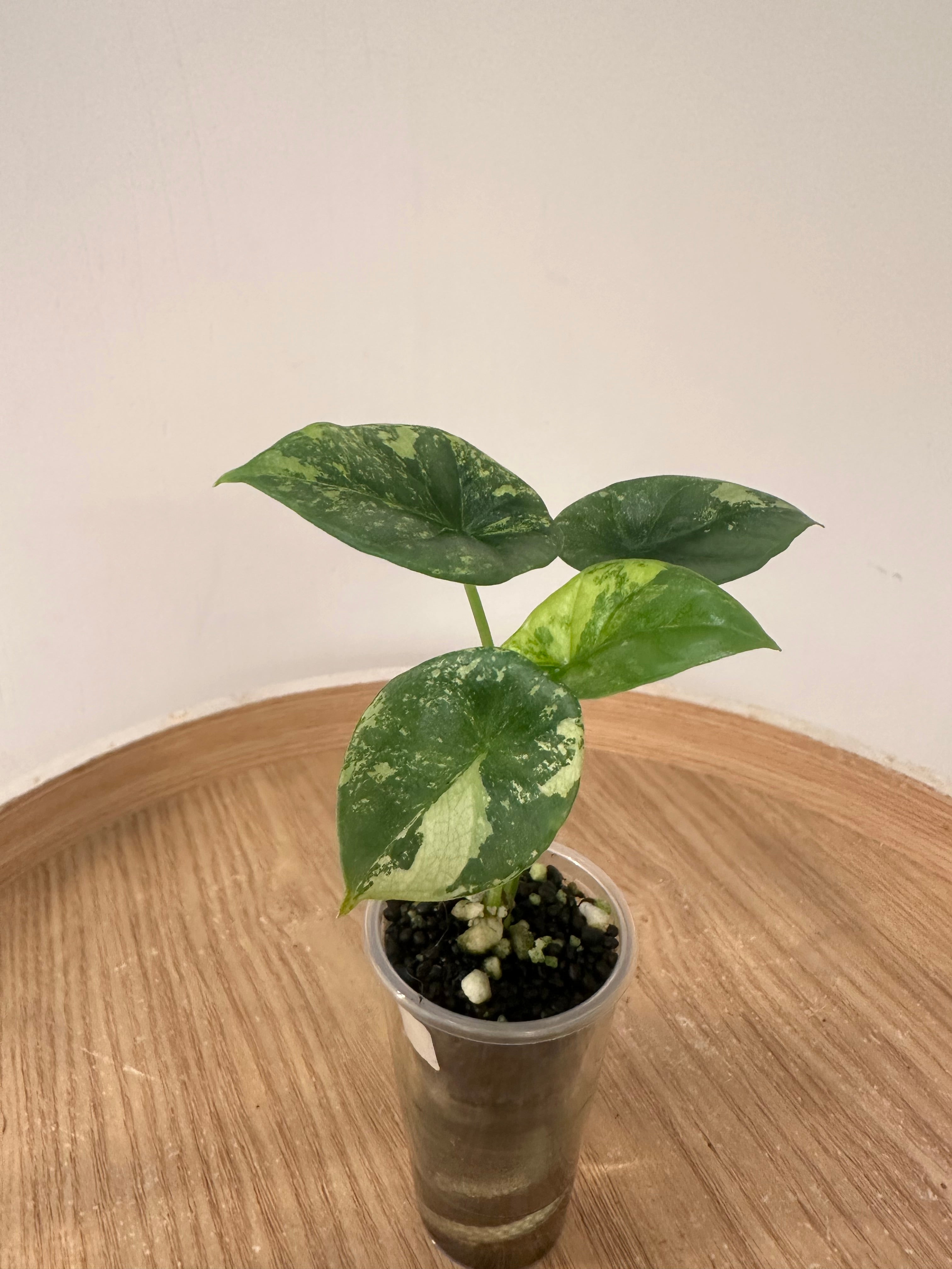 Alocasia Sinuata Albo Mint