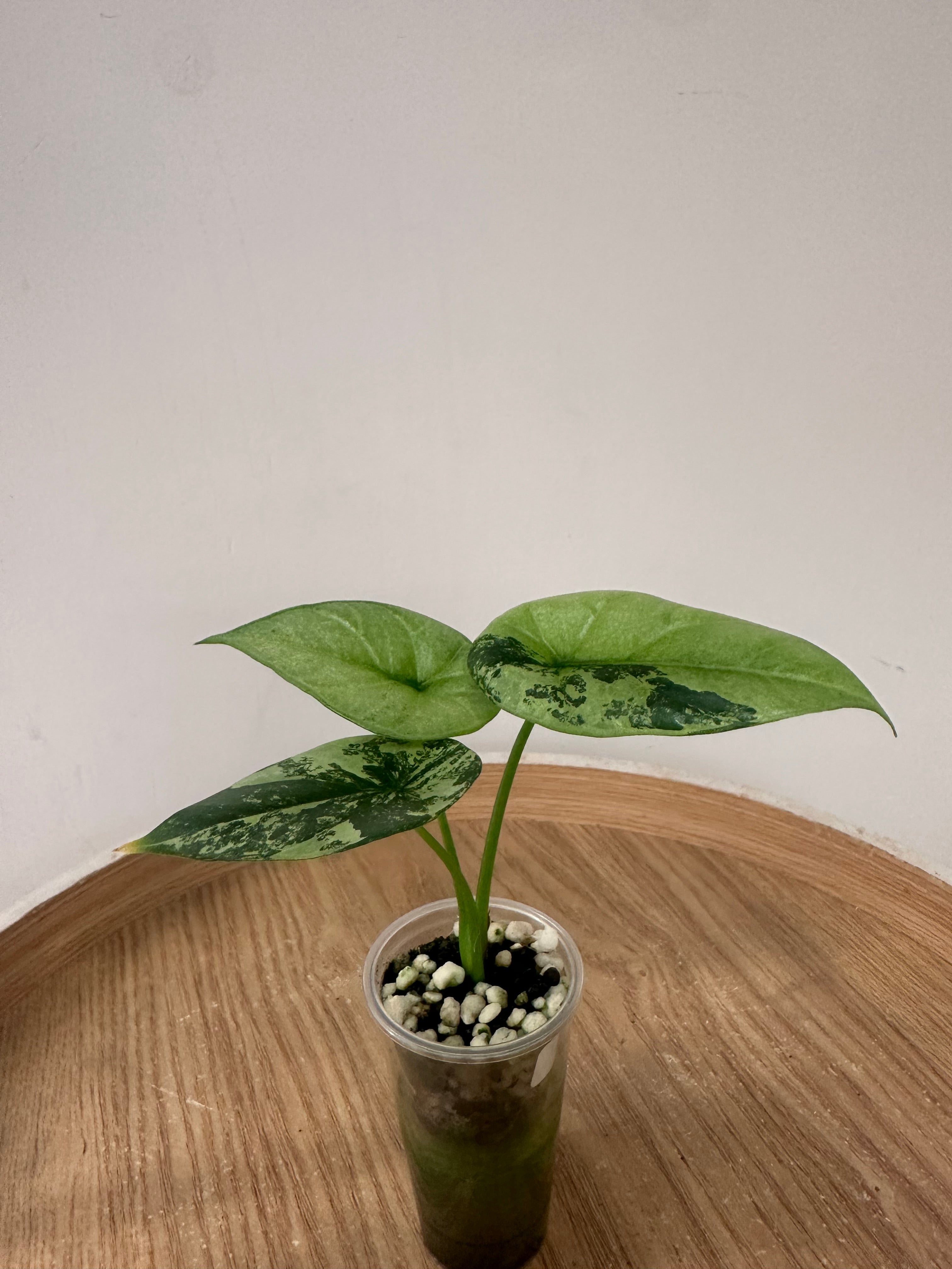 Alocasia Sinuata Albo Mint
