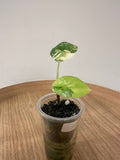 Alocasia Sinuata Aurea