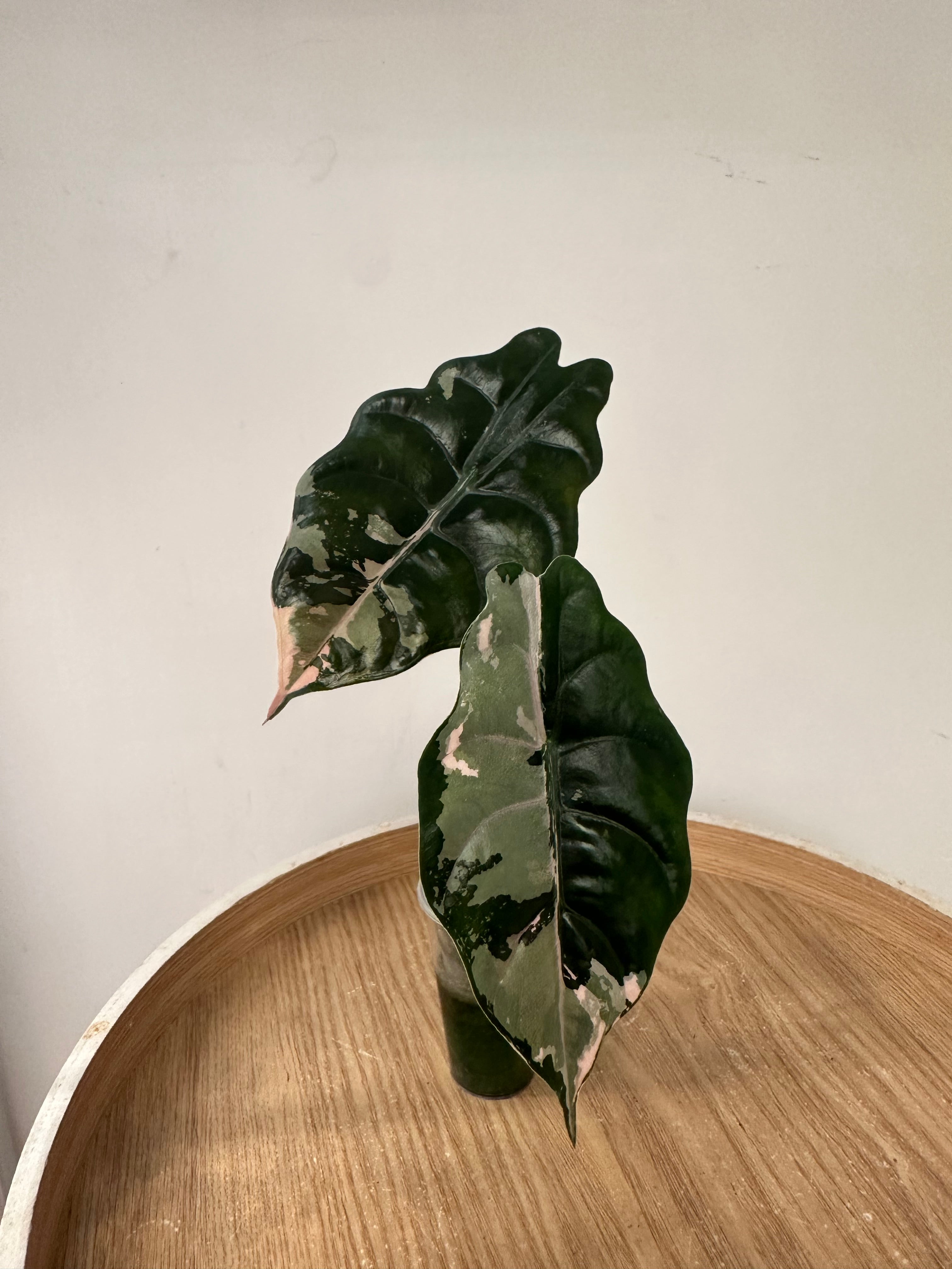 Alocasia Chantrieri Pink