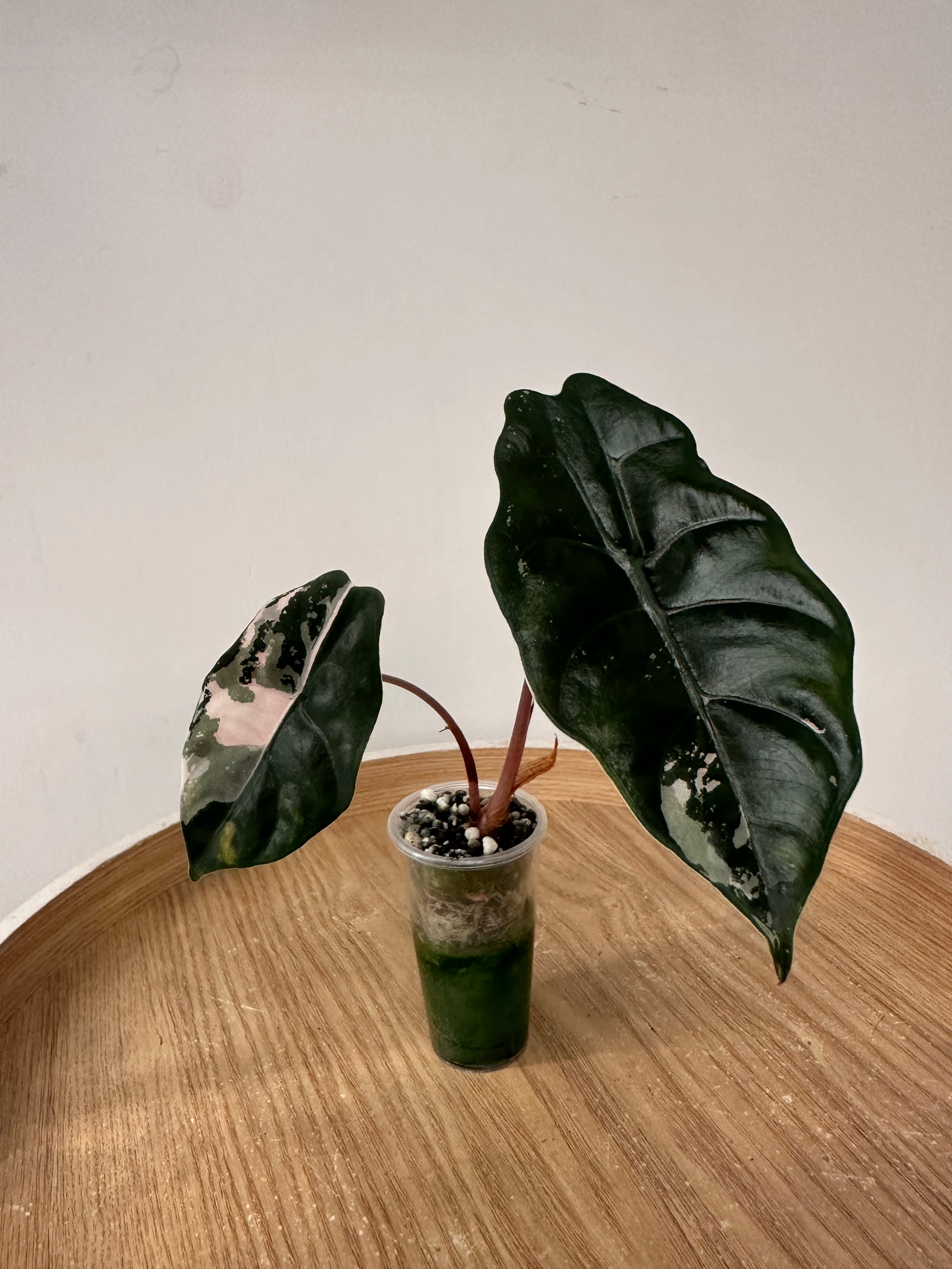 Alocasia Chantrieri Pink