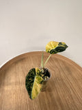 Alocasia Black Velvet Gold