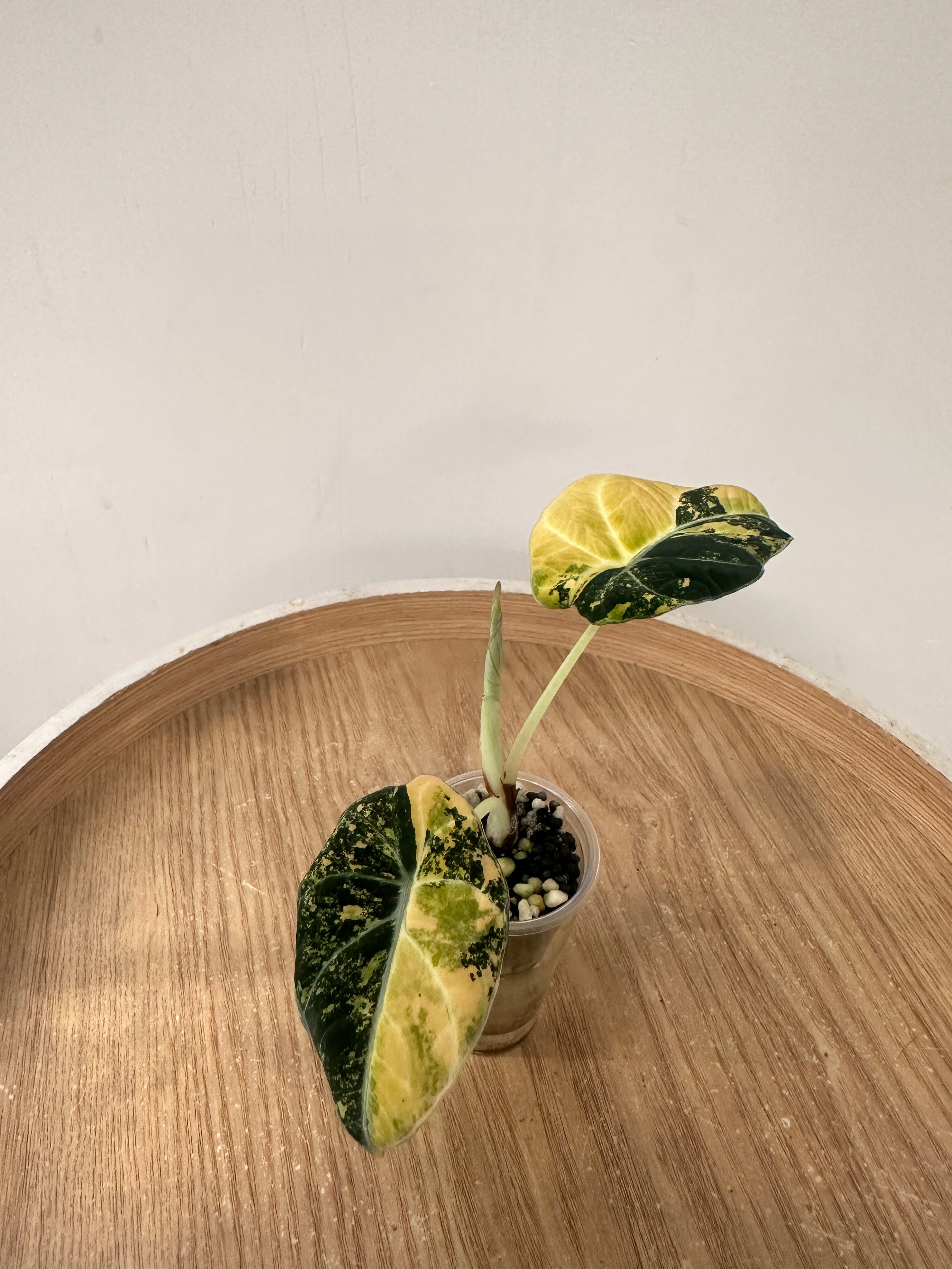 Alocasia Black Velvet Gold