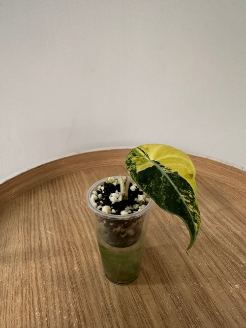 Alocasia Black Velvet Gold